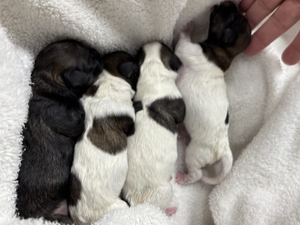 Josie's pups after delivery
