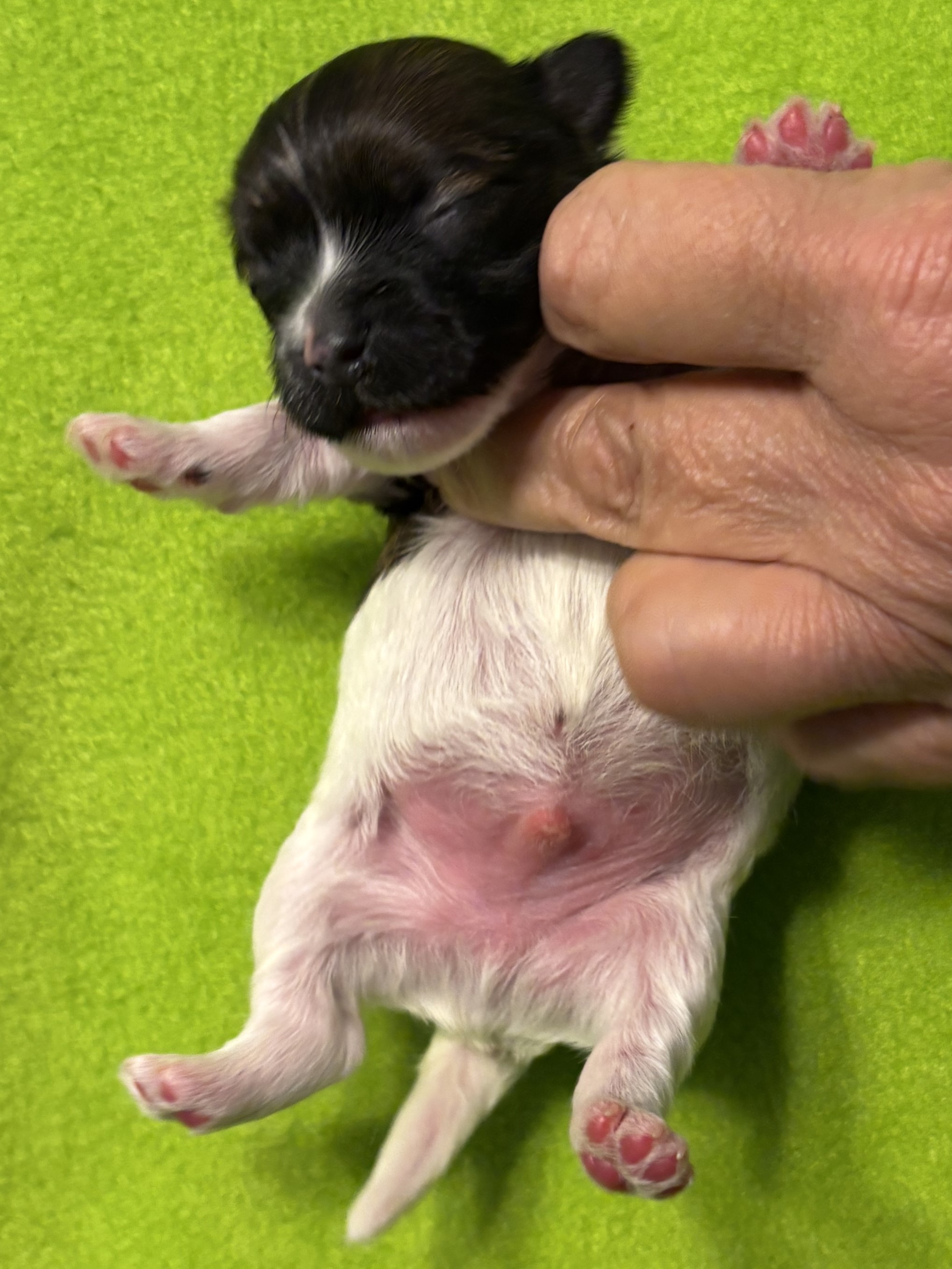 Josie's Boy Monty Week 1