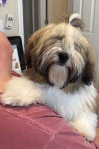 Phoenix Groomed for first show