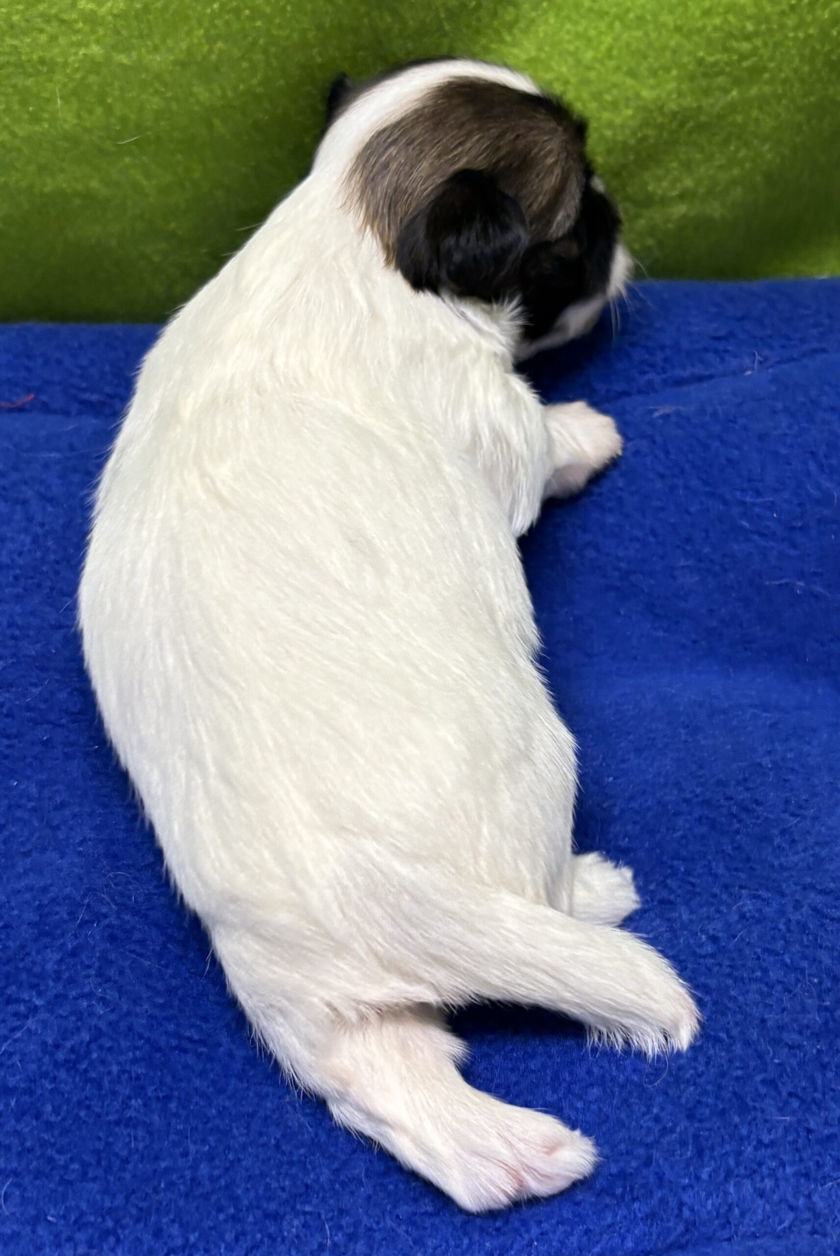 Evie's Barry Week 3