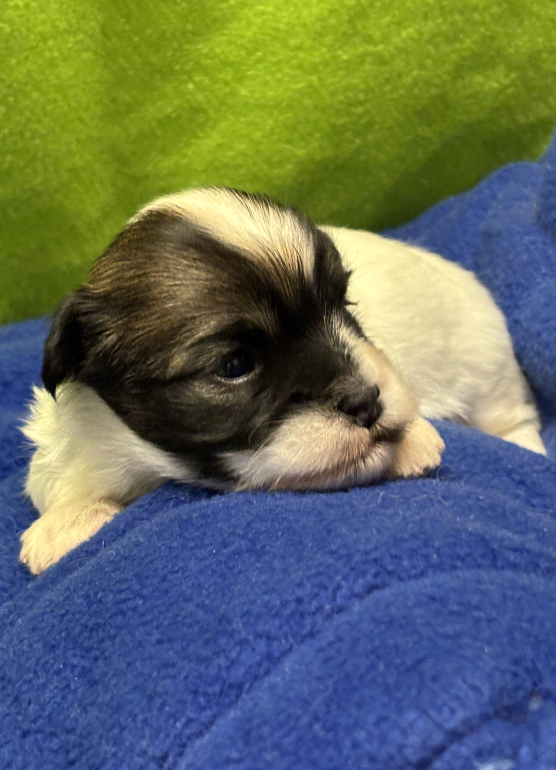 Evie's Barry Week 3