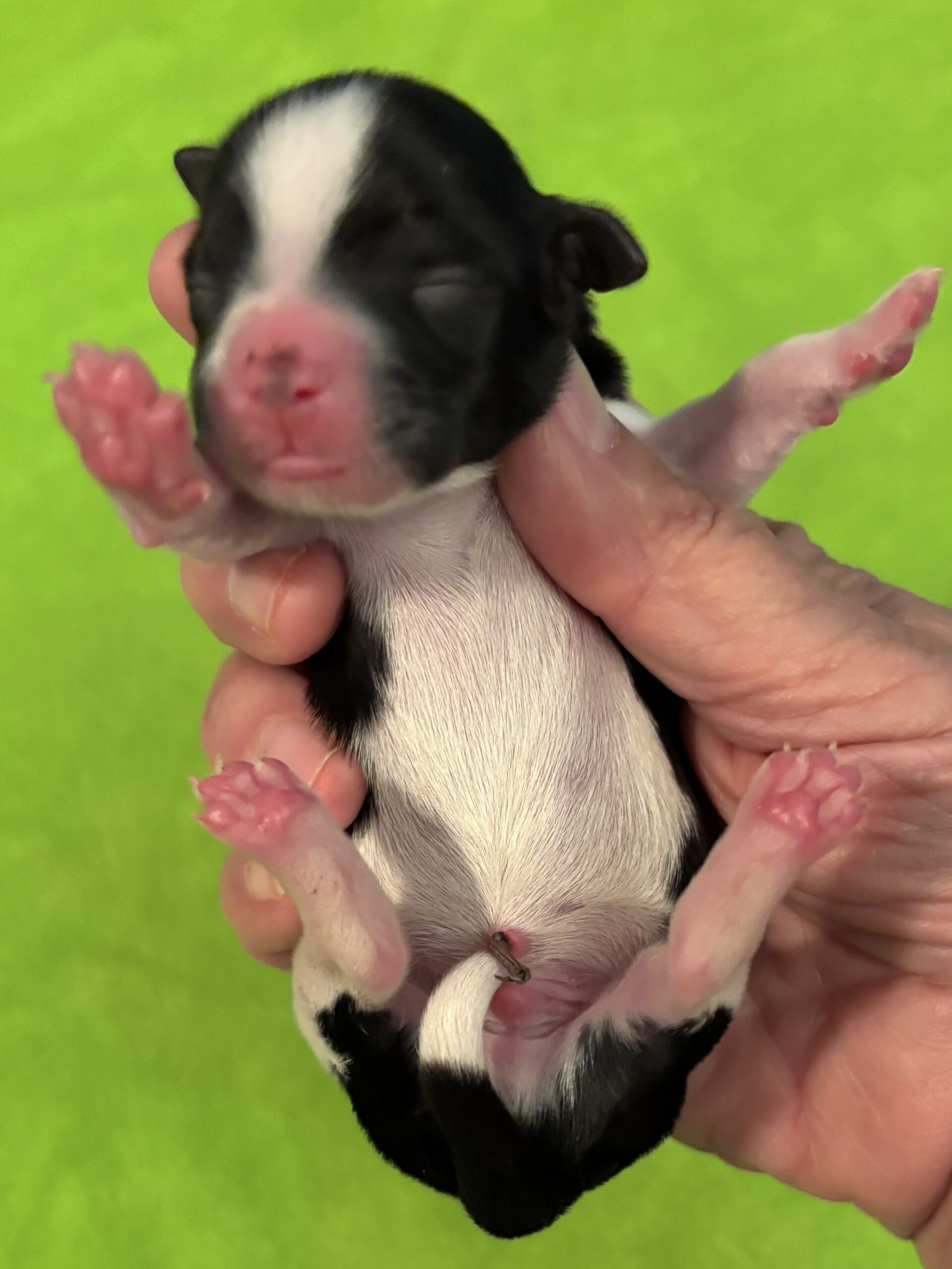 Padme's Boy Gantu Day 1