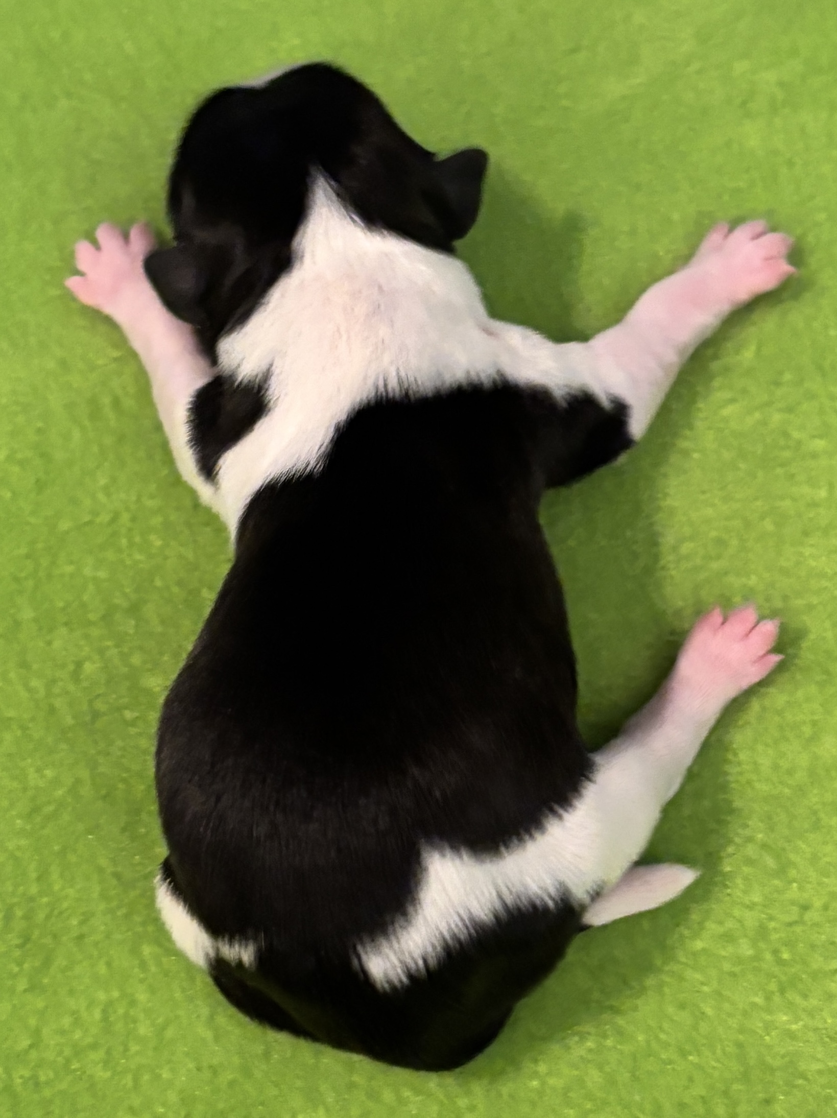 Padme's Boy Gantu Day 1