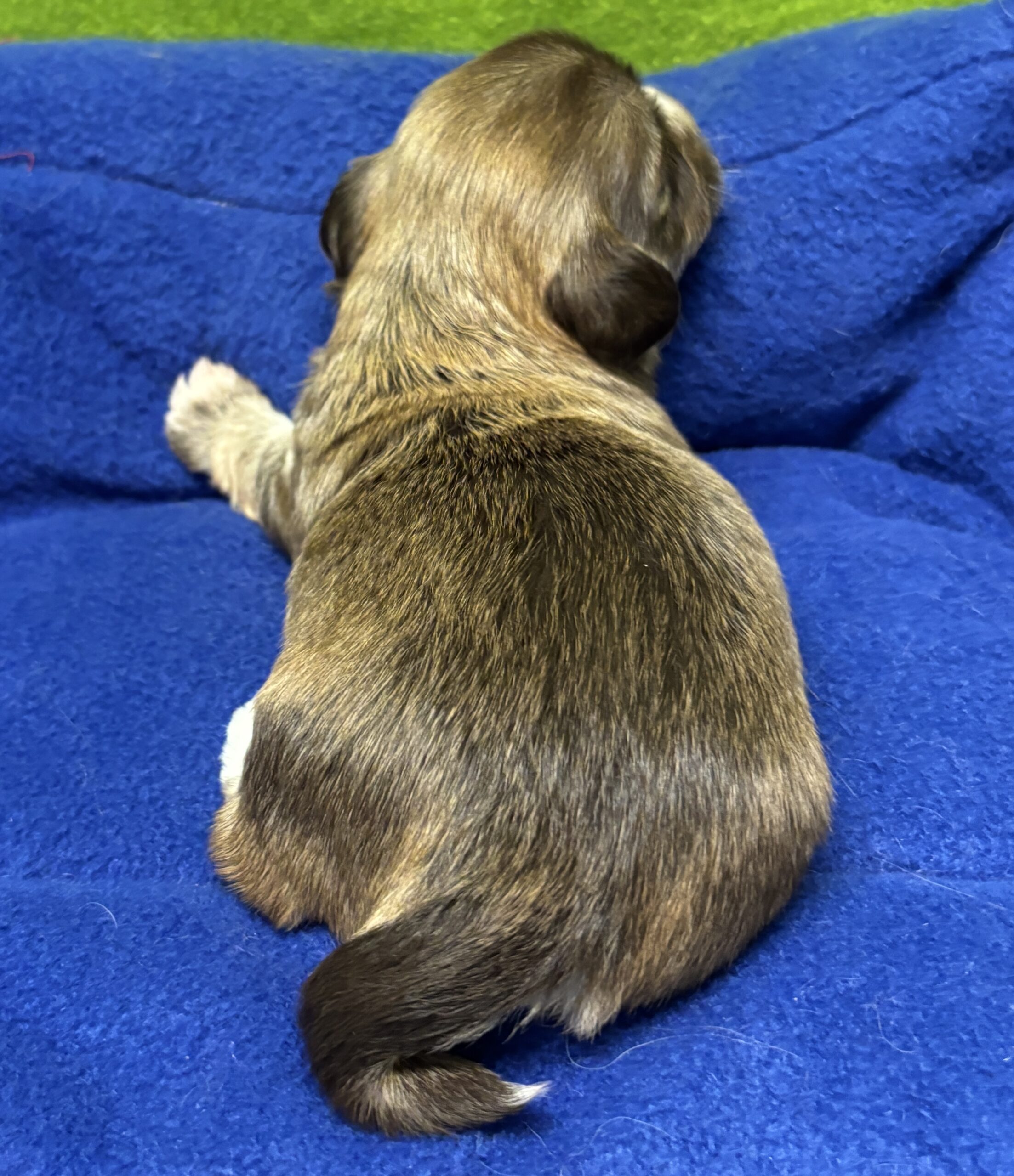 Evie's Bumble Week 3