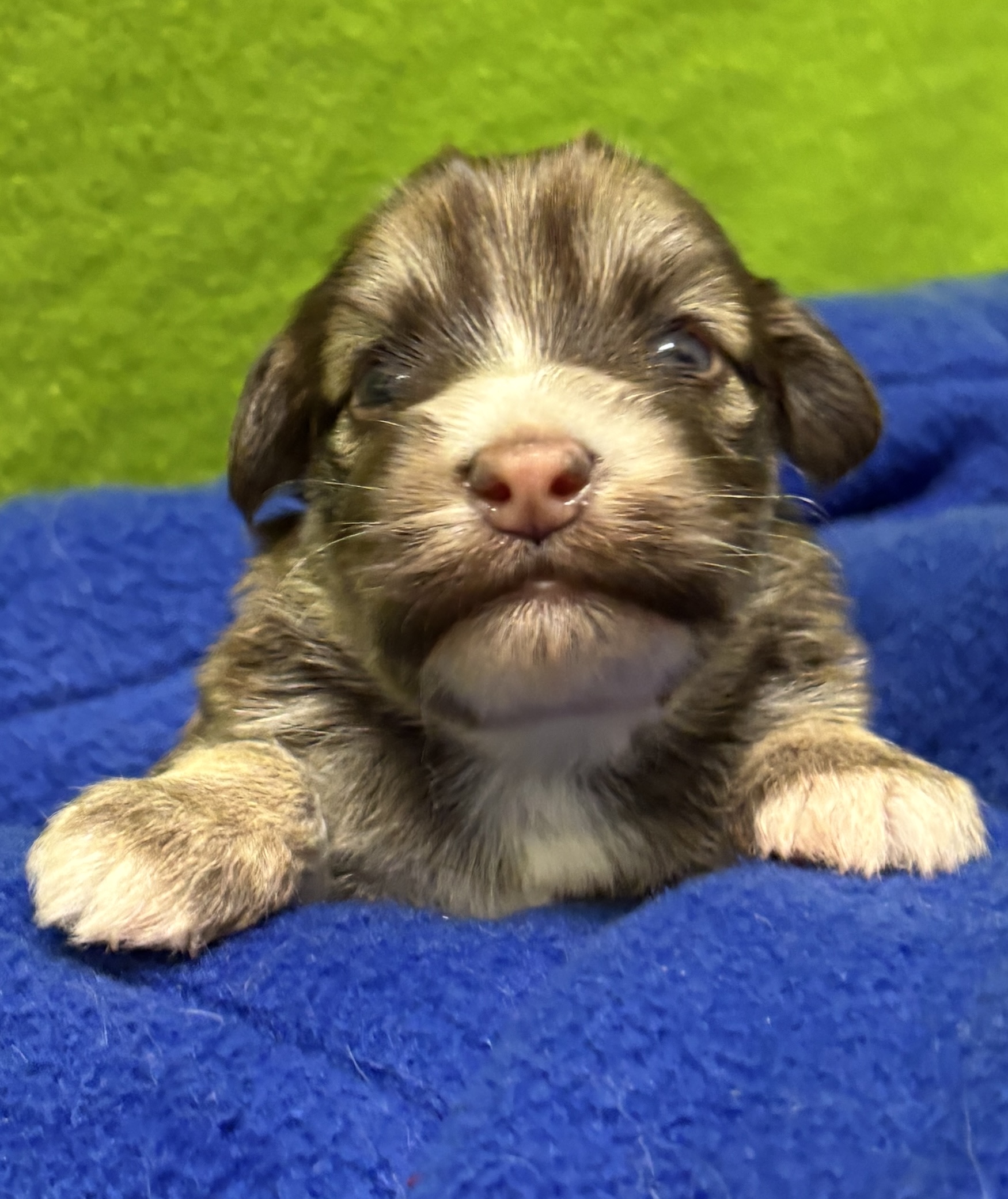 Evie's Bumble Week 3