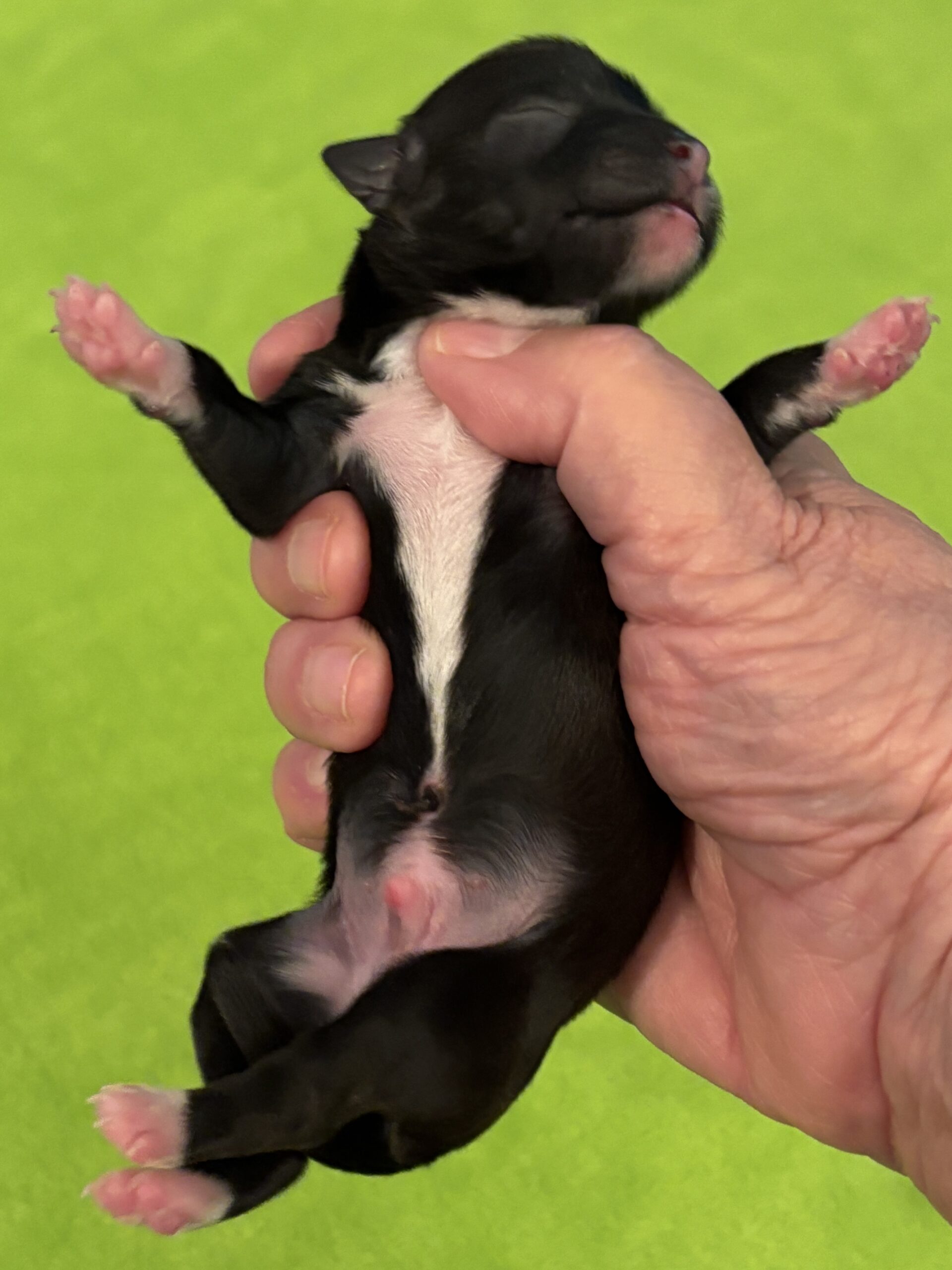 Padme's Boy Jumba Day 1