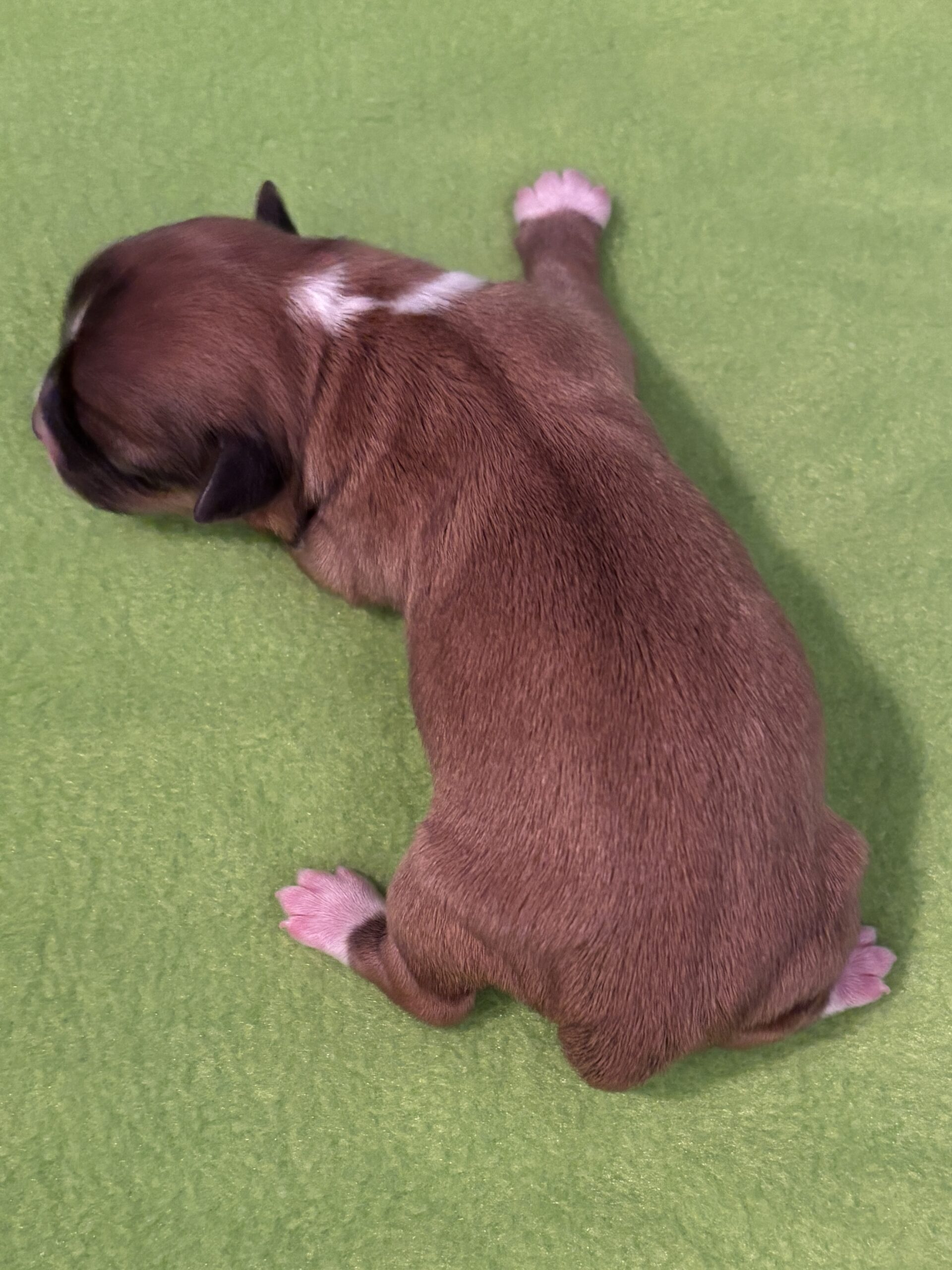 Padme's boy Stitch day 1
