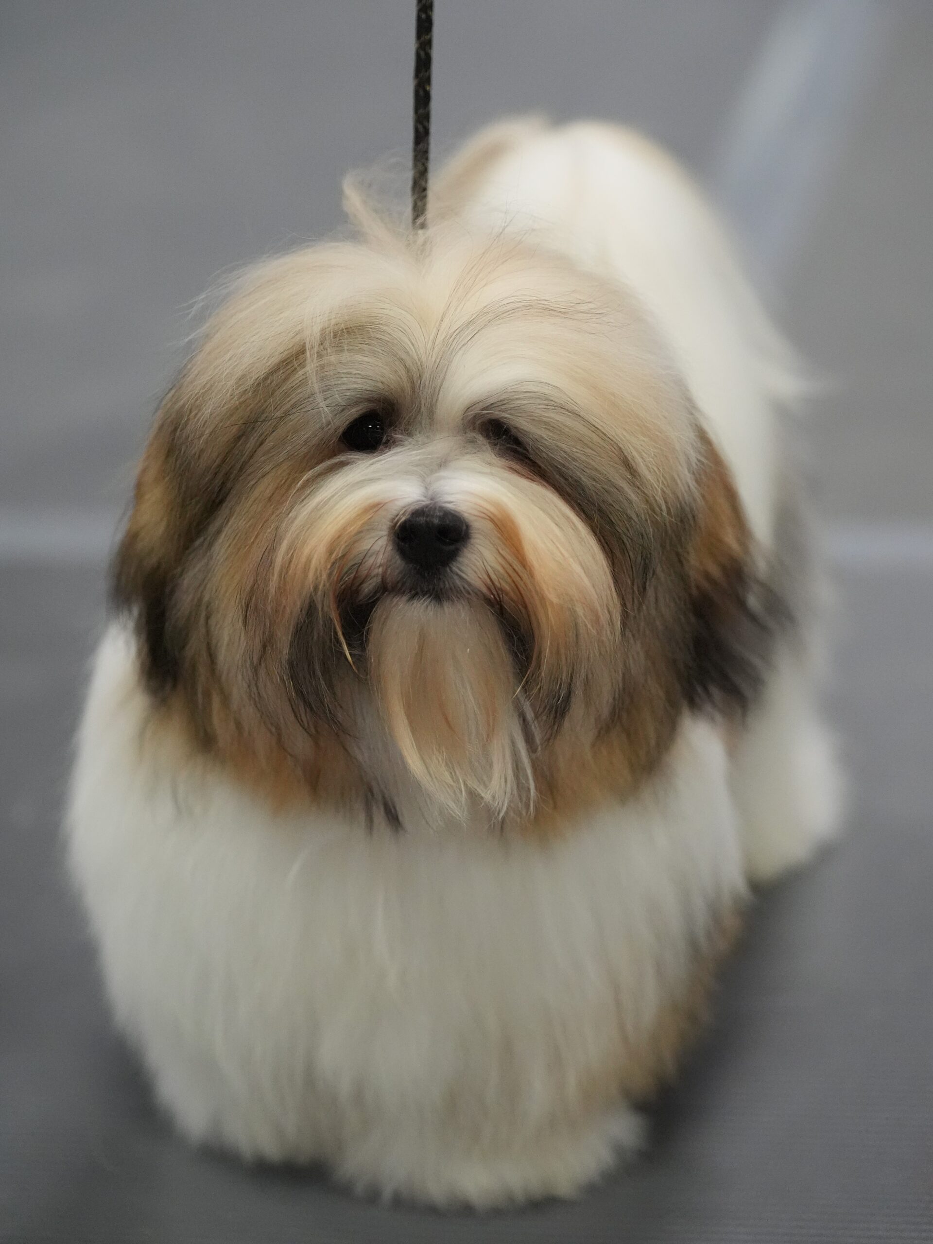 Phoenix Greensboro 2025 Professional Photo