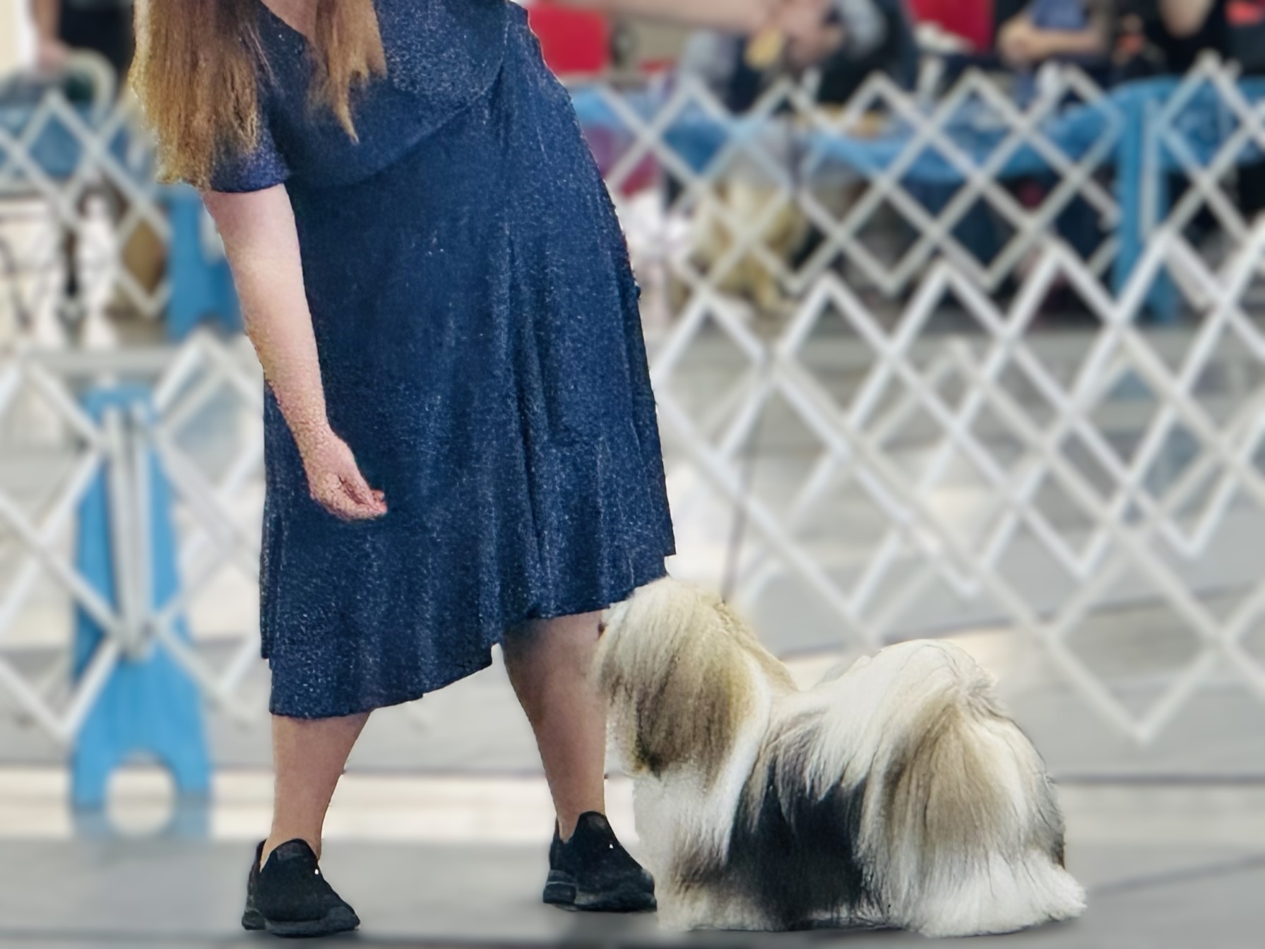 Select Dog Winter Wonderland