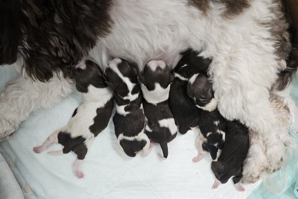Glory and Hayden's Litter 5/1/2025
