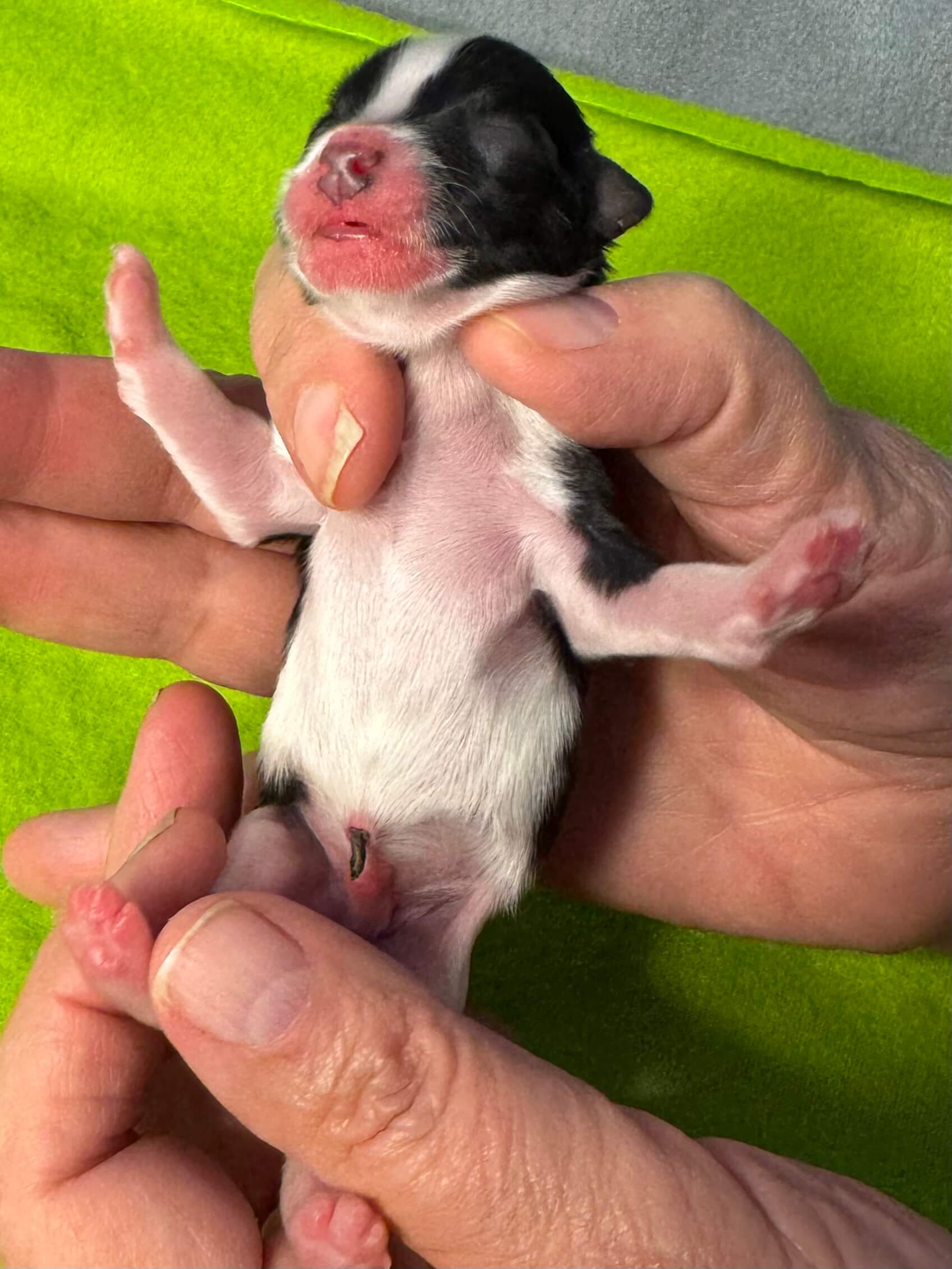 Glory's Peter Max Day 1