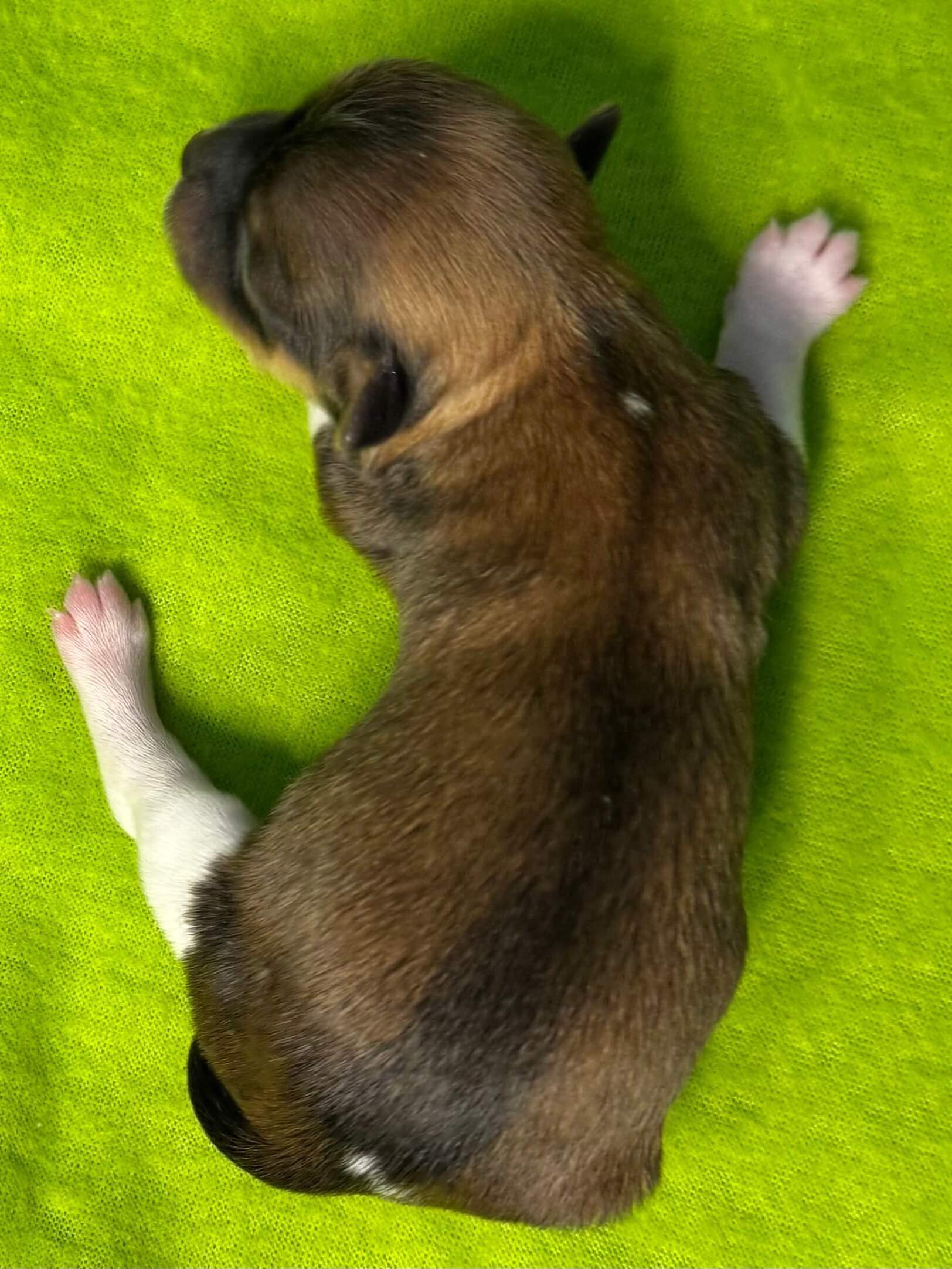 Glory's Twiggy Day 1