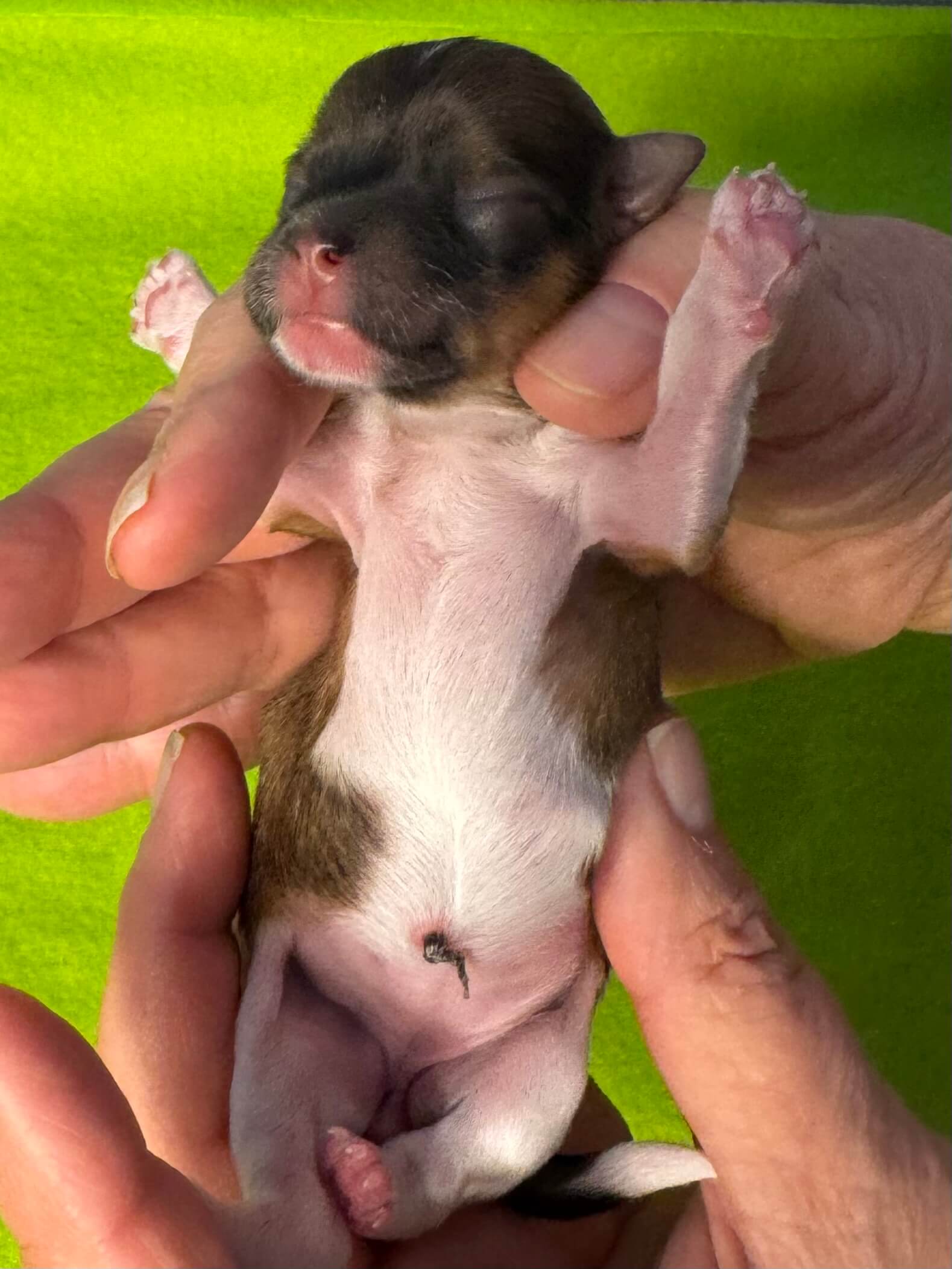 Glory's Twiggy Day 1