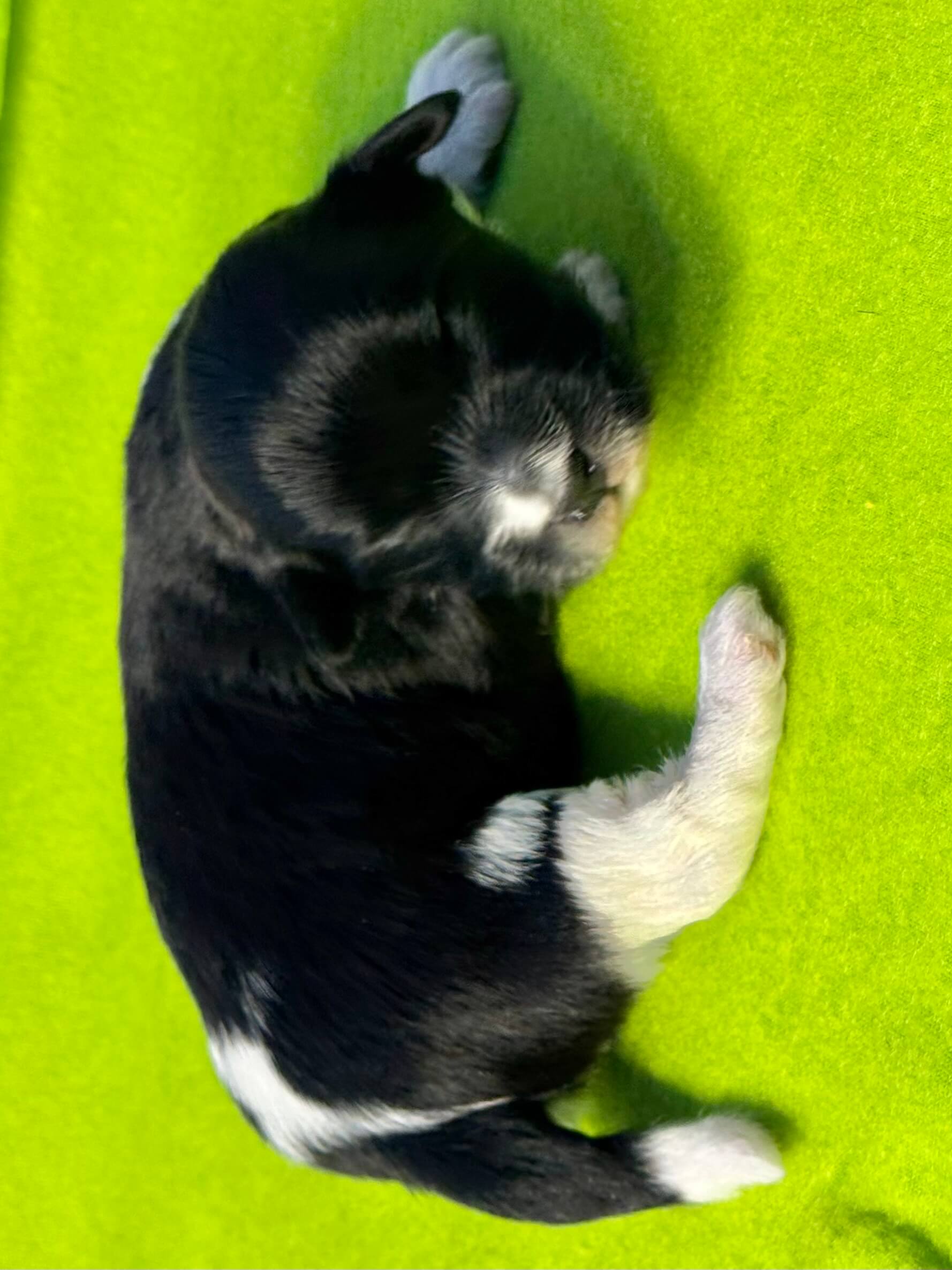 Glory's Andy Week 2 Back