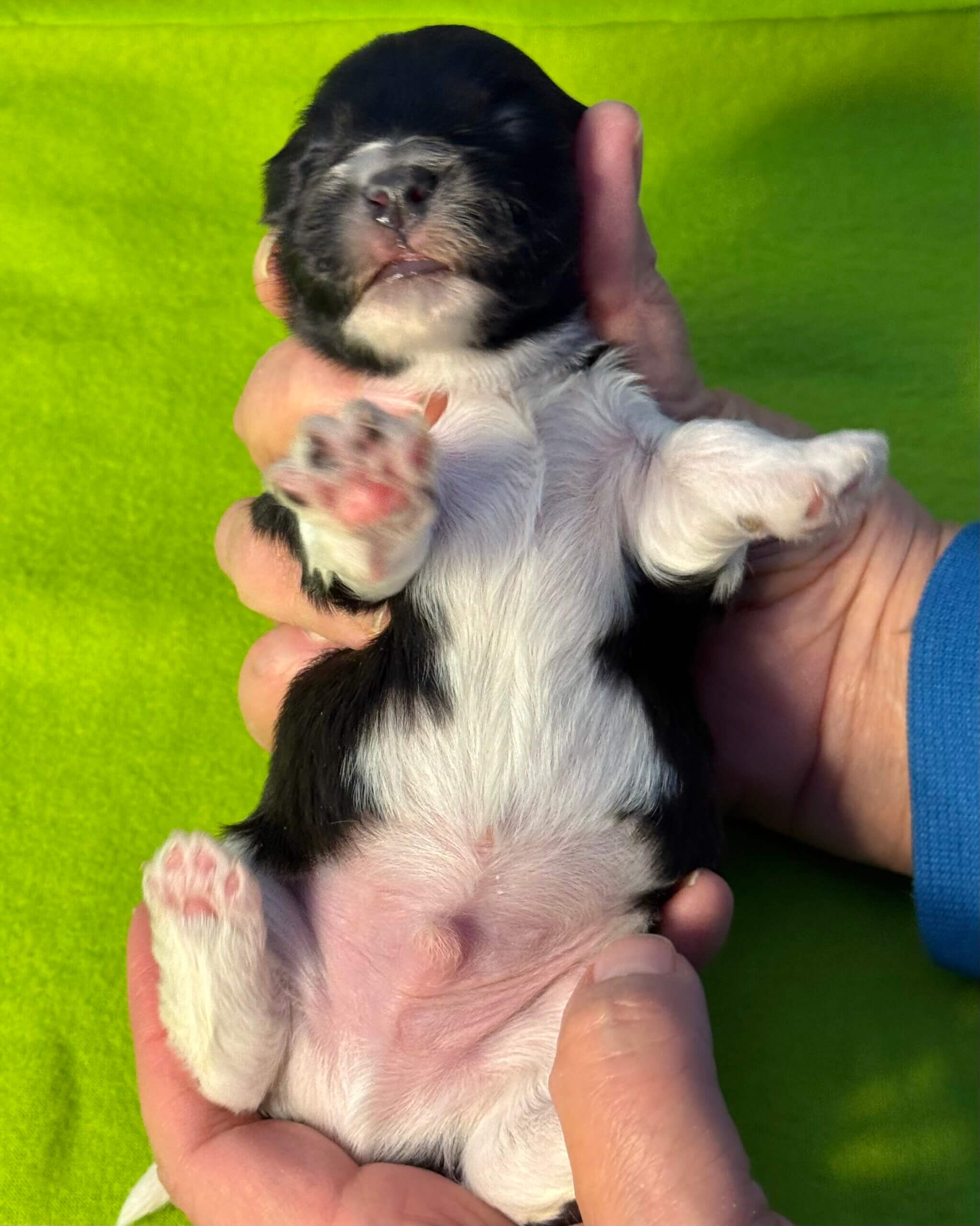 Glory's Andy Week 2 Front