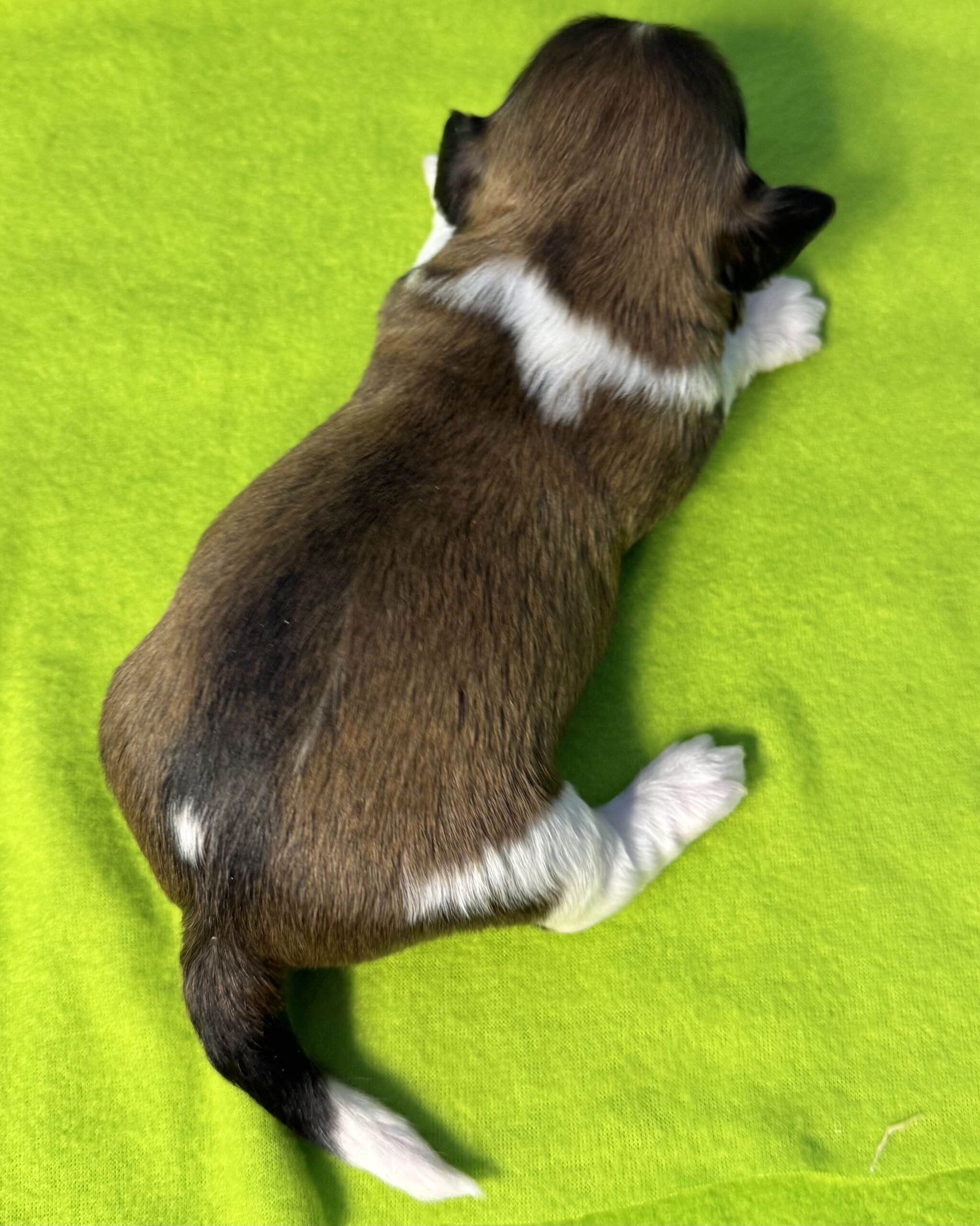 Glory's Elvis Week 2