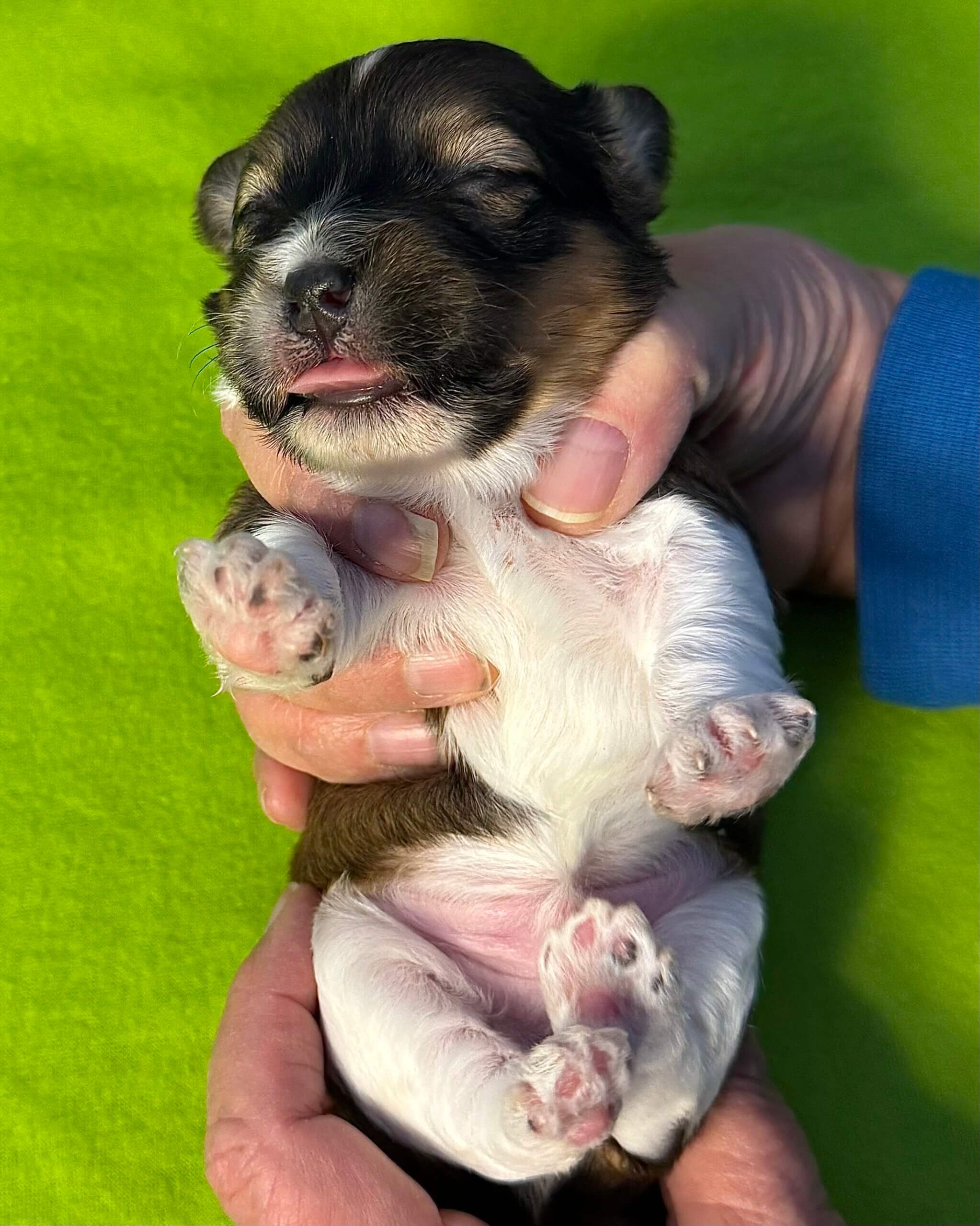 Glory's Elvis Week 2