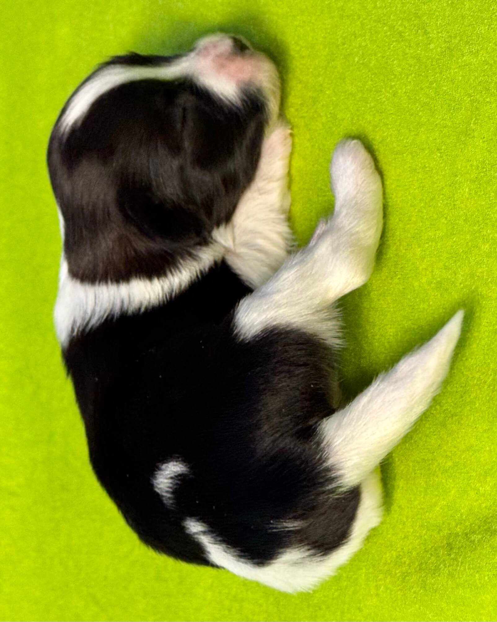 Glory's Max Week 2 Back