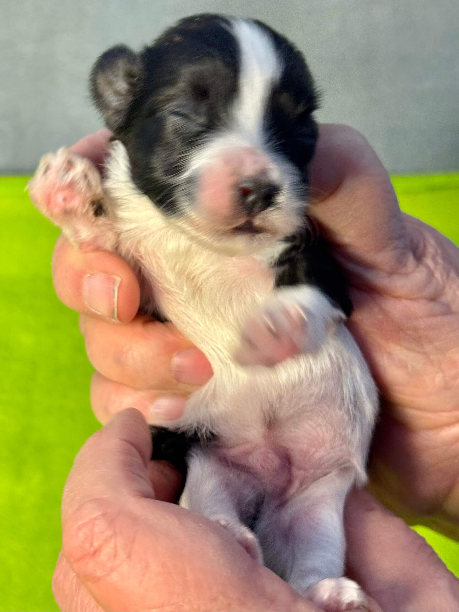 Glory's Max Week 2 Front