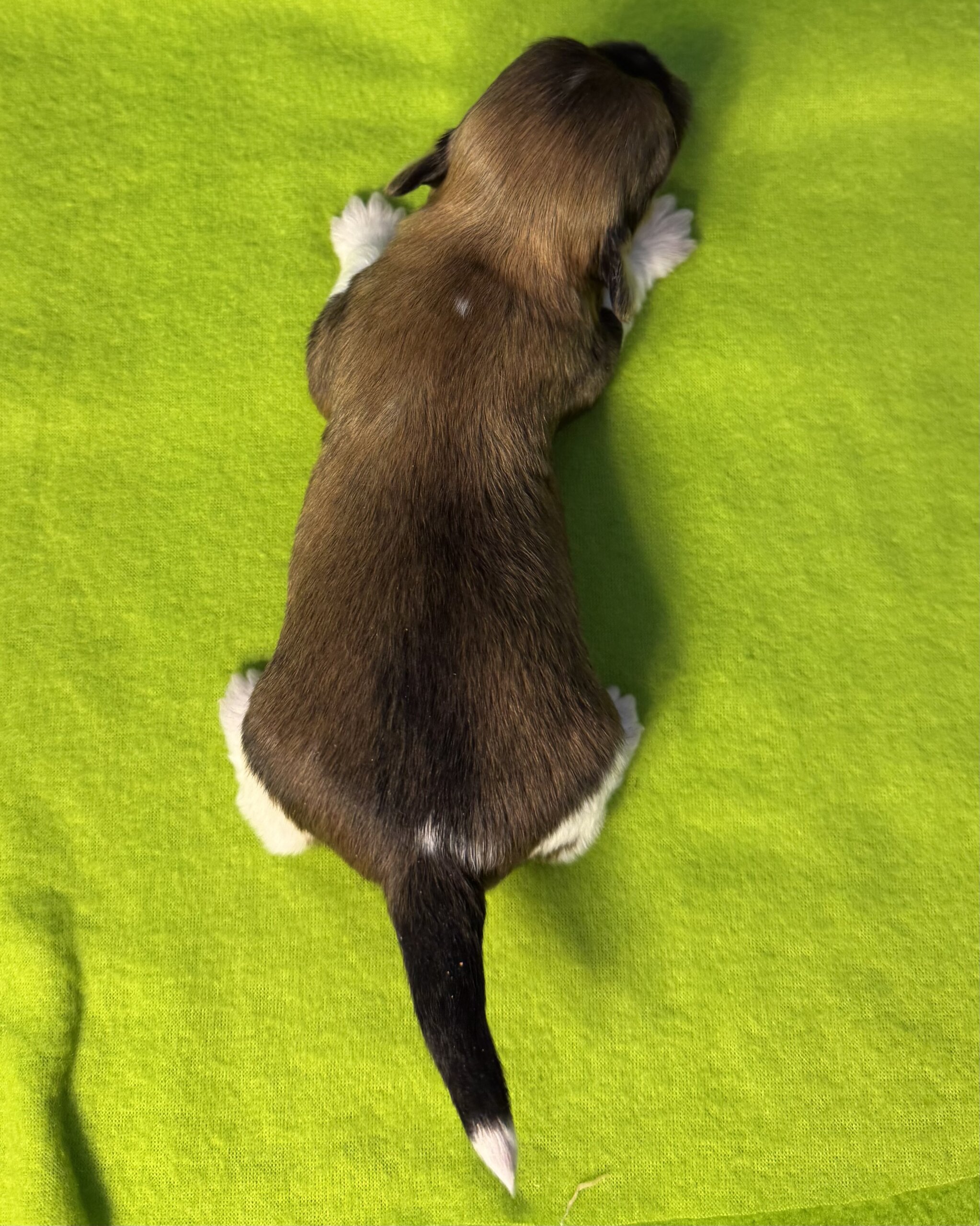 Glory's Twiggy Week 2