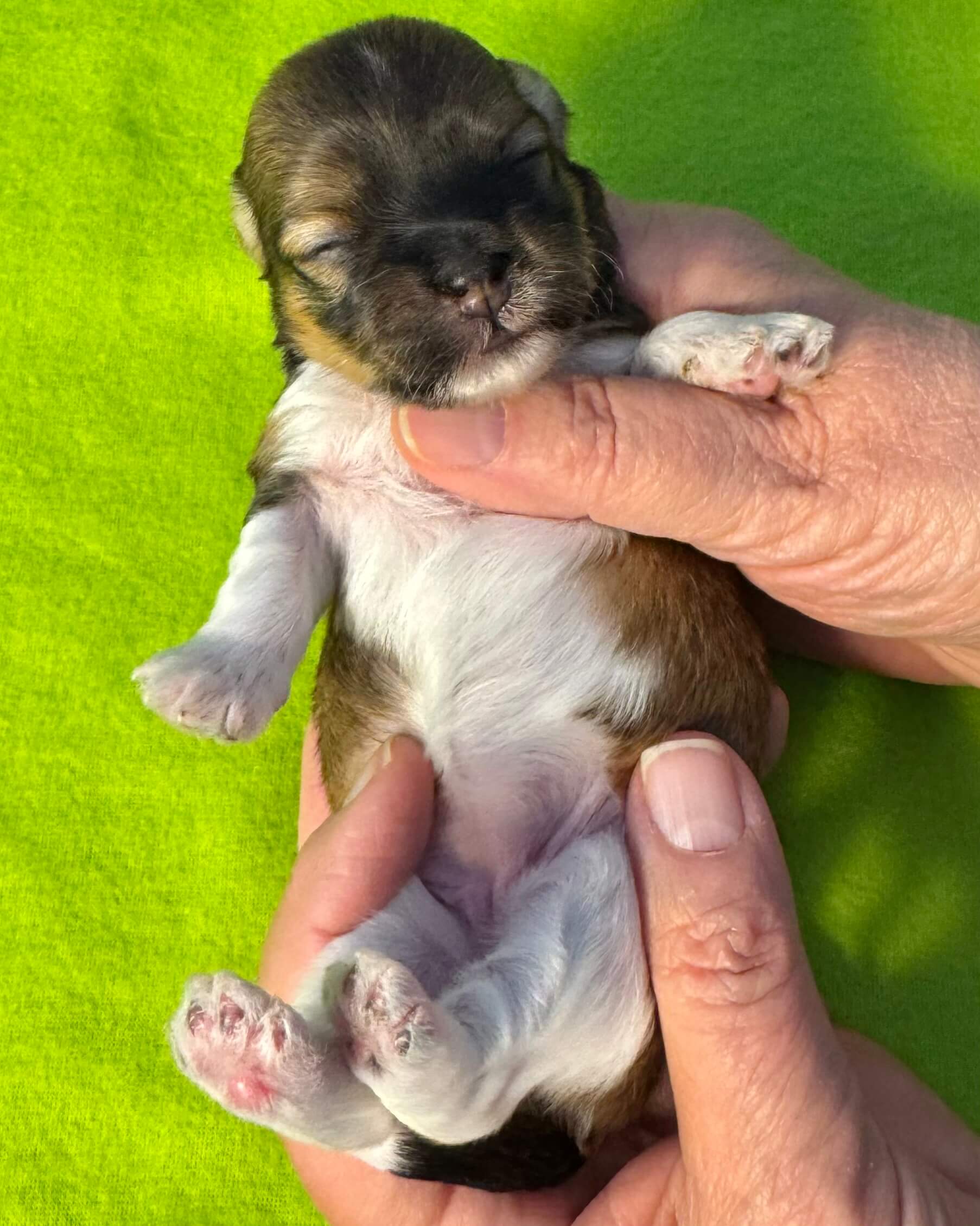 Glory's Twiggy Week 2