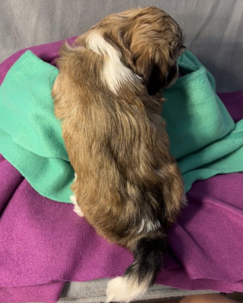 Glory's Elvis Week 6