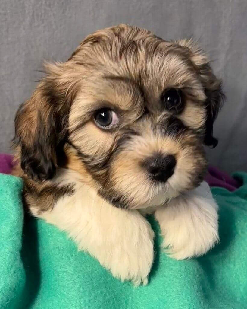 Glory's Elvis Week 6