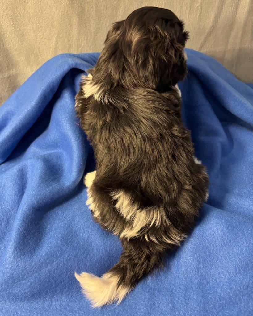 Glory's Peter Week 6