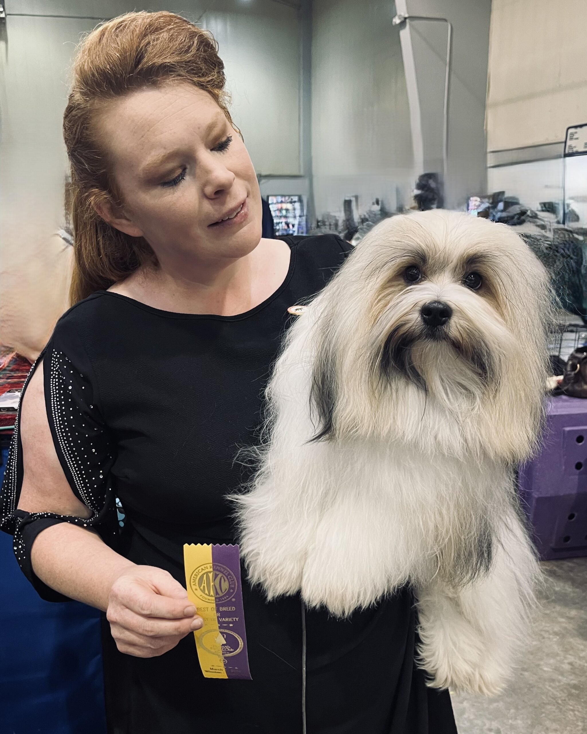 Phoenix, Best of Breed, Forsyth Kennel Club, March 1, 2026