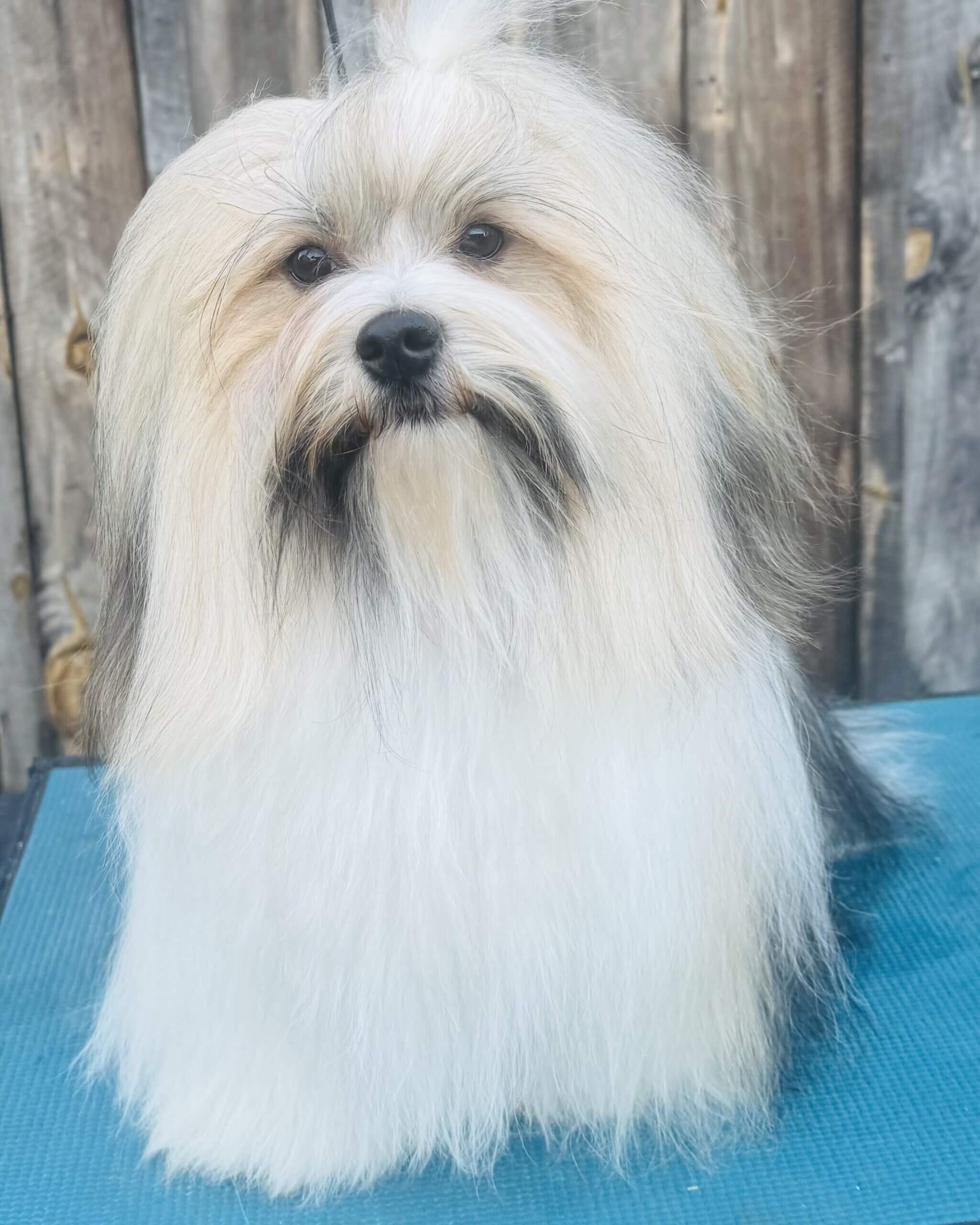 Phoenix Select Dog, Alamance Kennel Club, 3-5-26