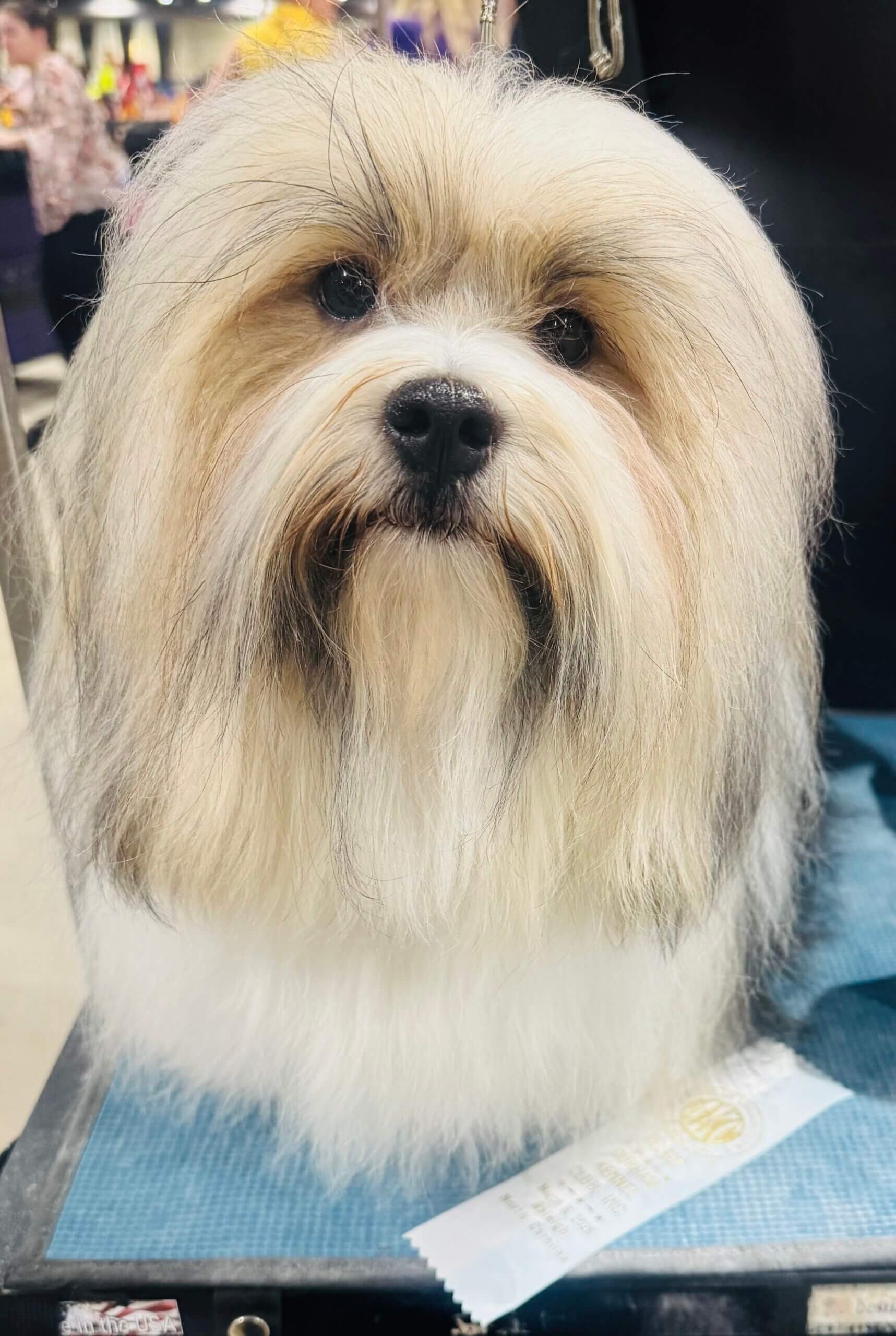 Phoenix Select Dog, Durham Kennel Club, 3-6-26