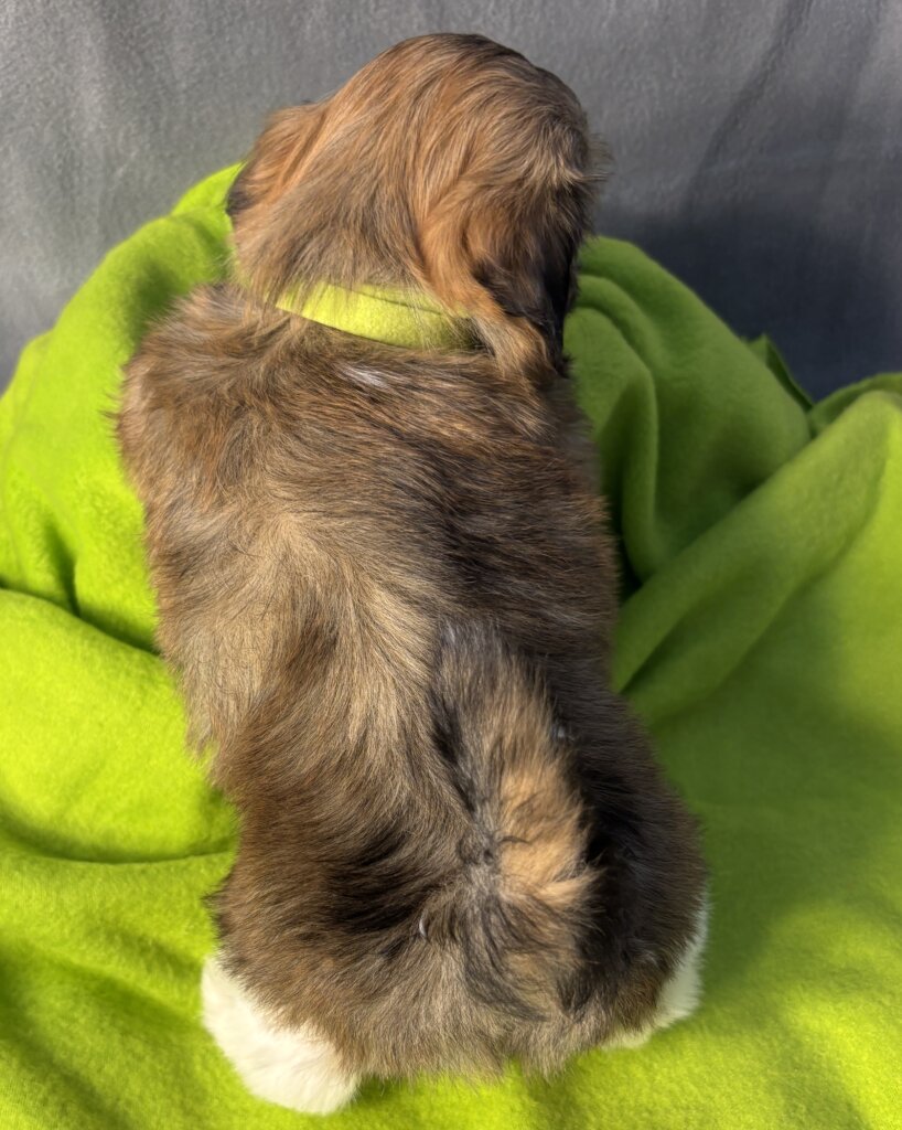 Glory's Twiggy Week 6