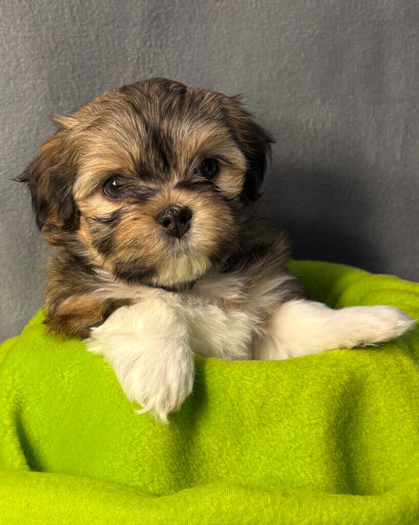 Glory's Twiggy Week 6