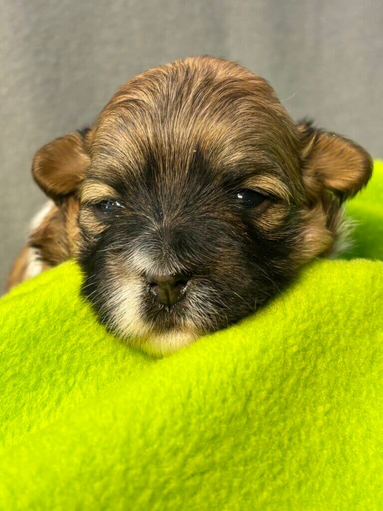 Allana Week 3