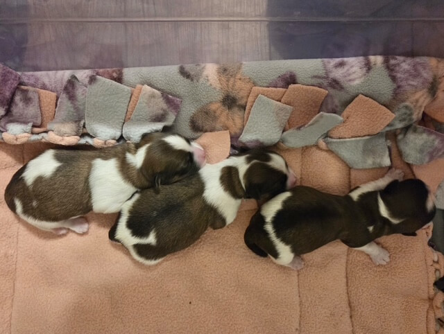 Ziva & Phoenix's Wild Card litter Day 1