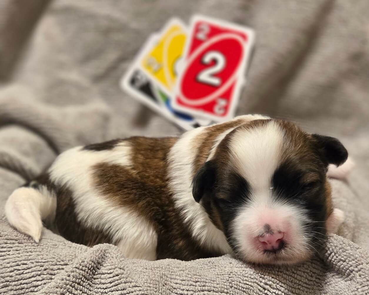 Ziva's Ace Week 2