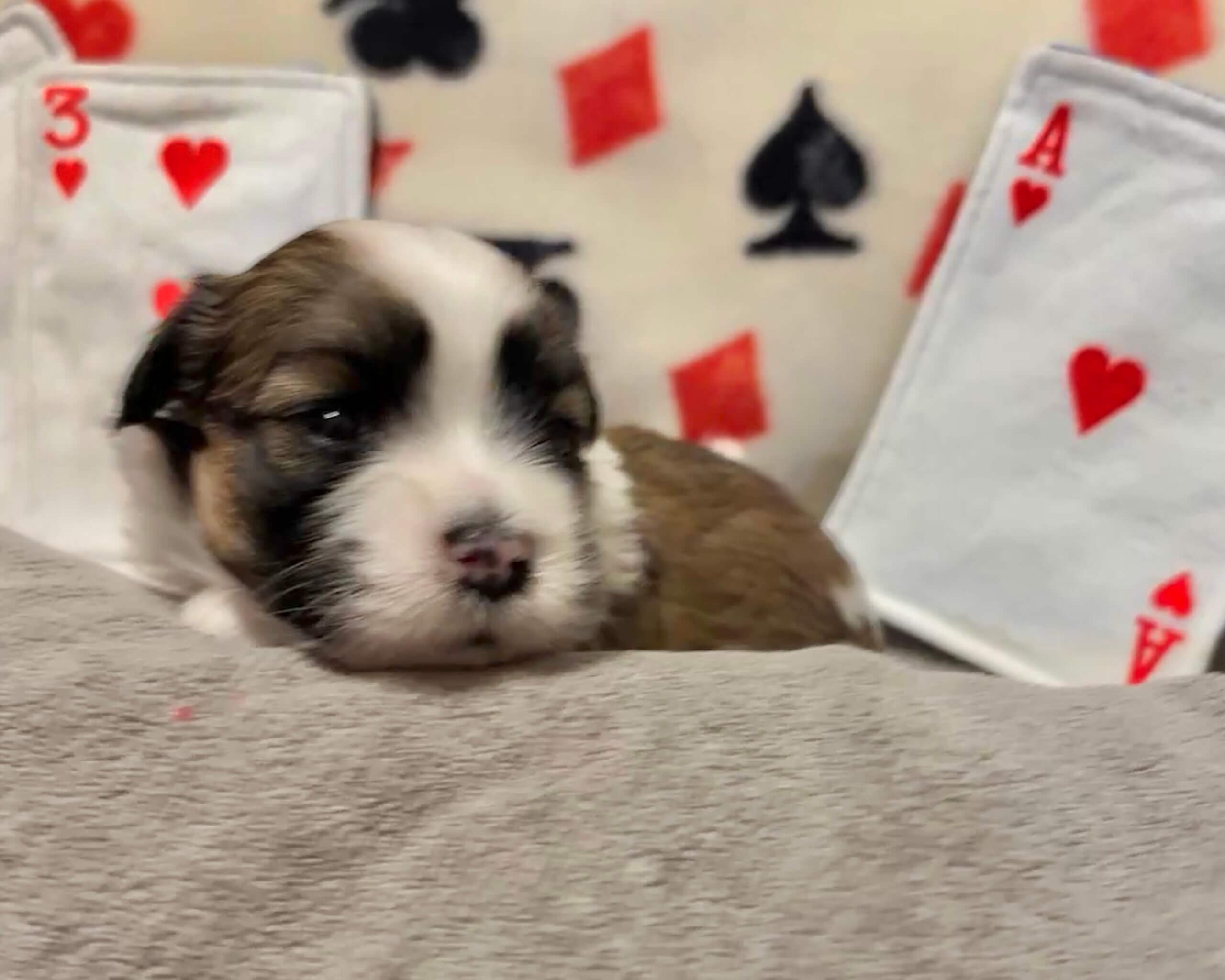 Ziva's Ace Week 3