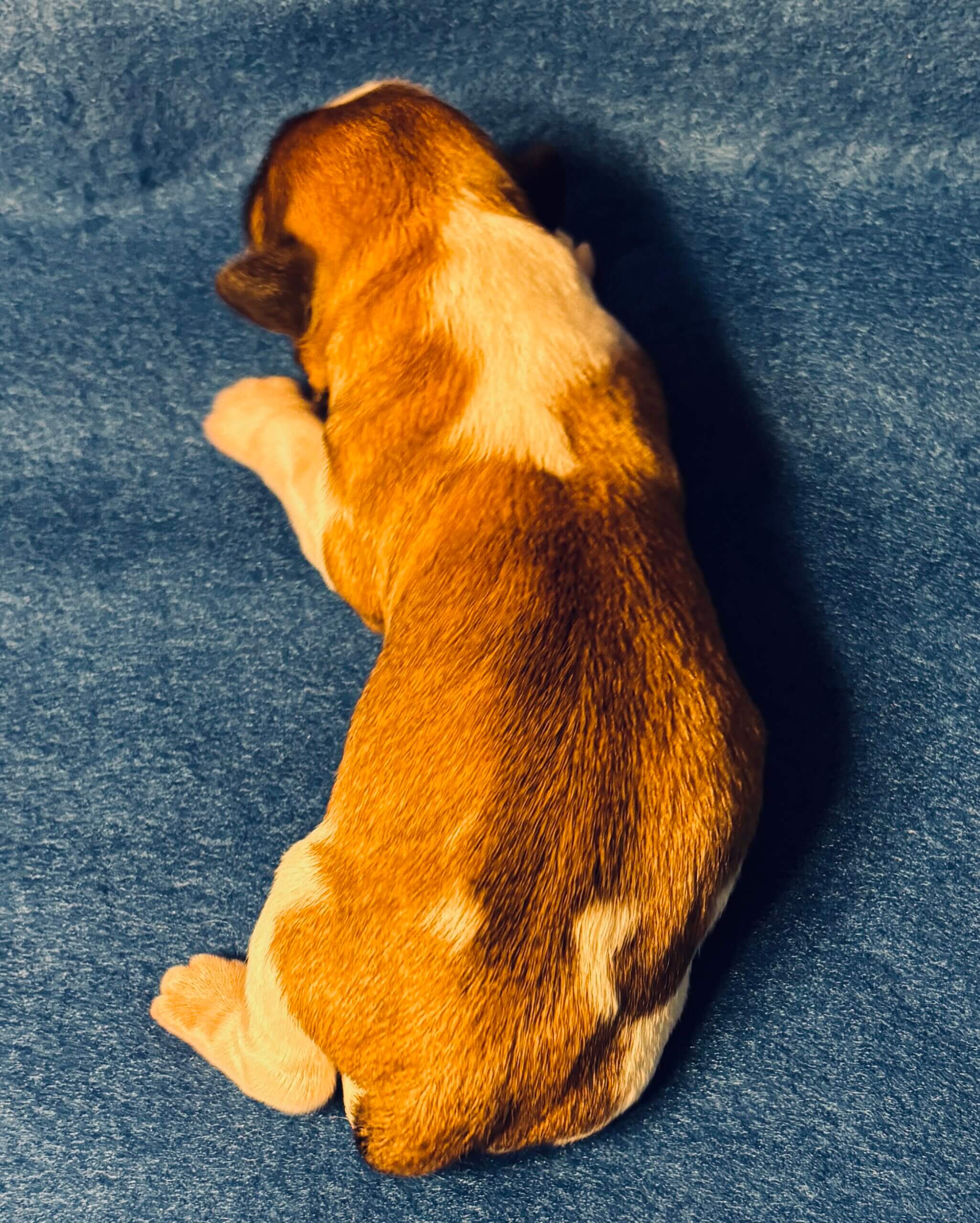 Benji Day 1 Back