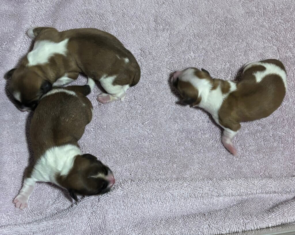 Padme's 3 Little Firecrackers