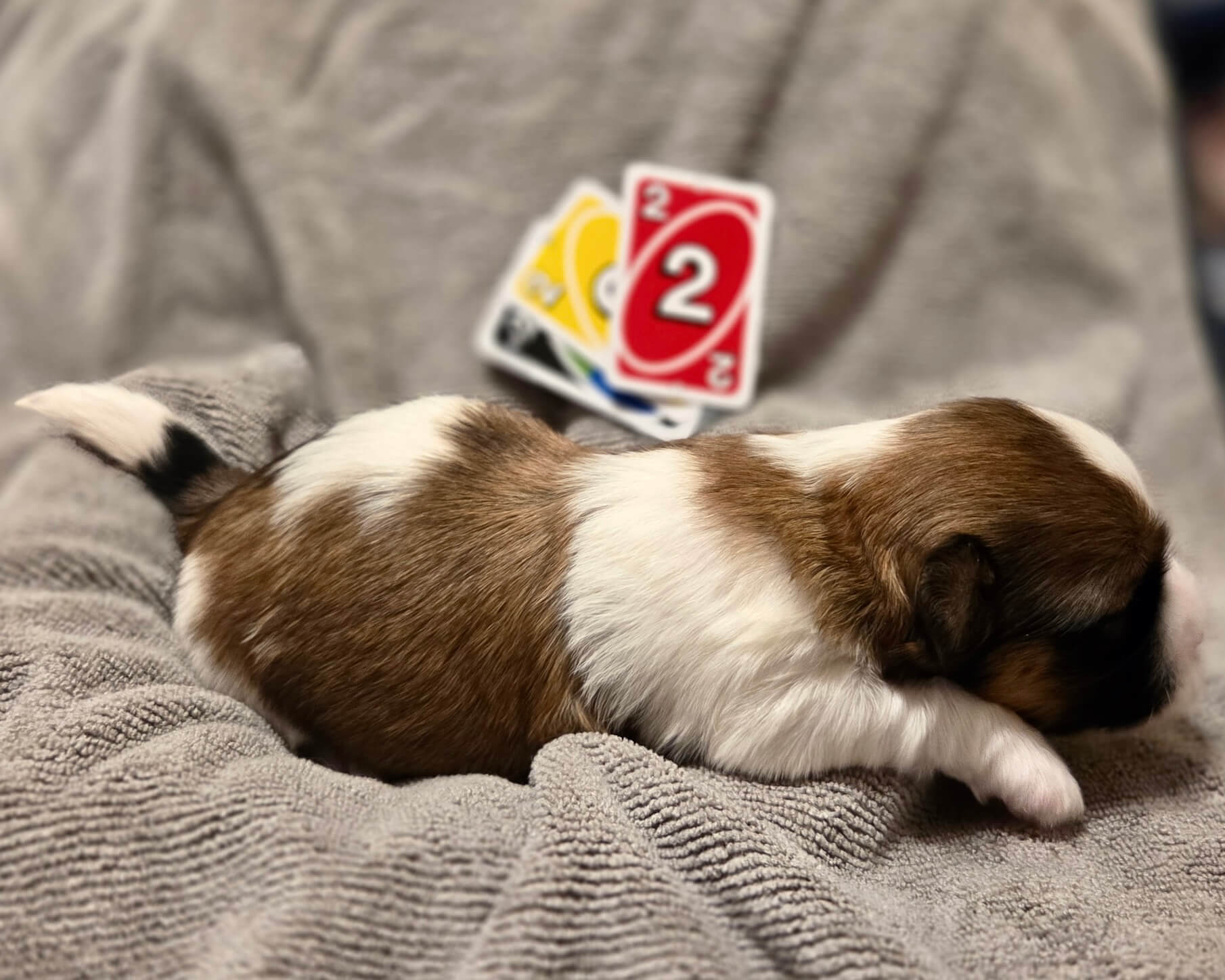 Ziva's King Week 2
