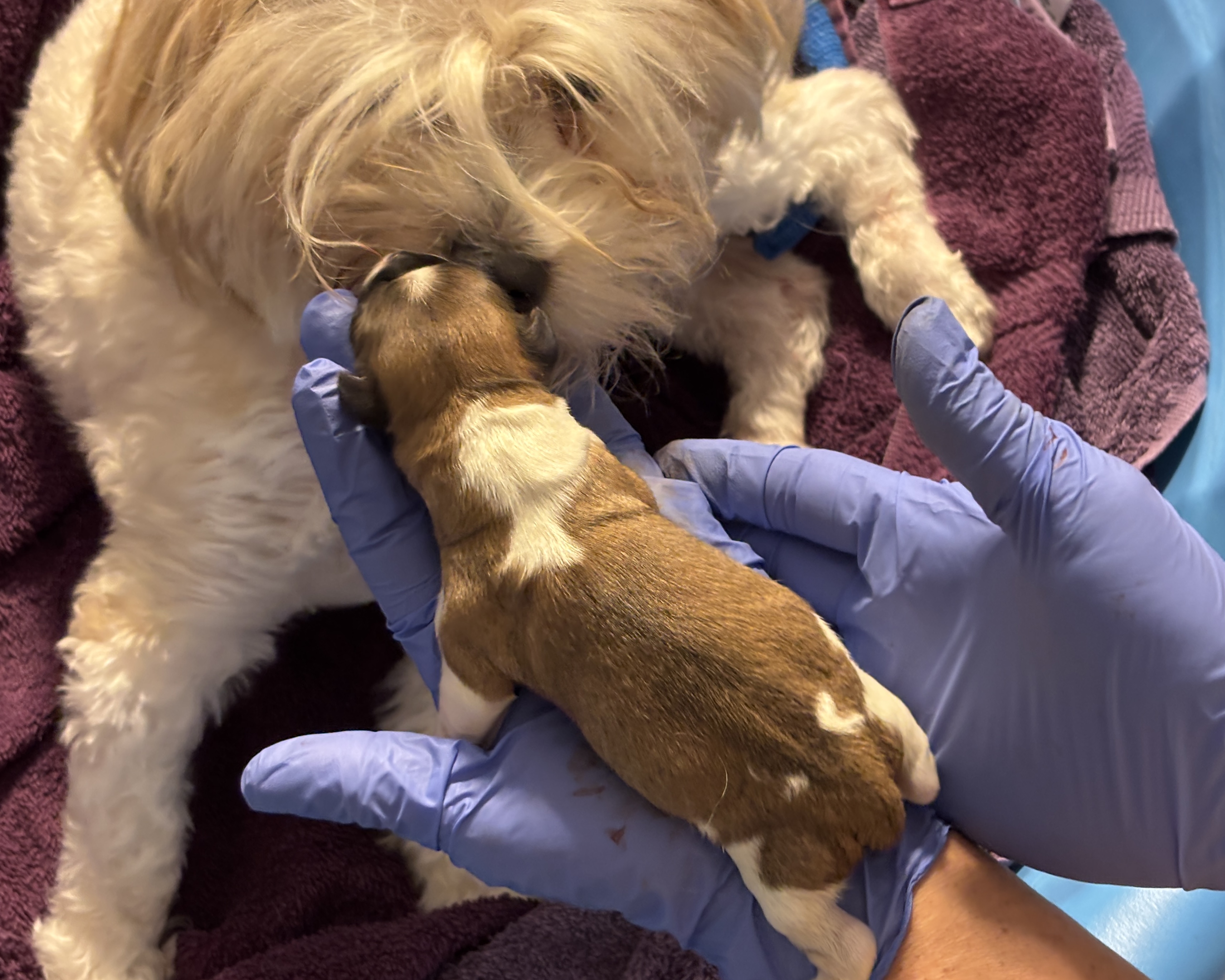 Padme kissing her first born Benji