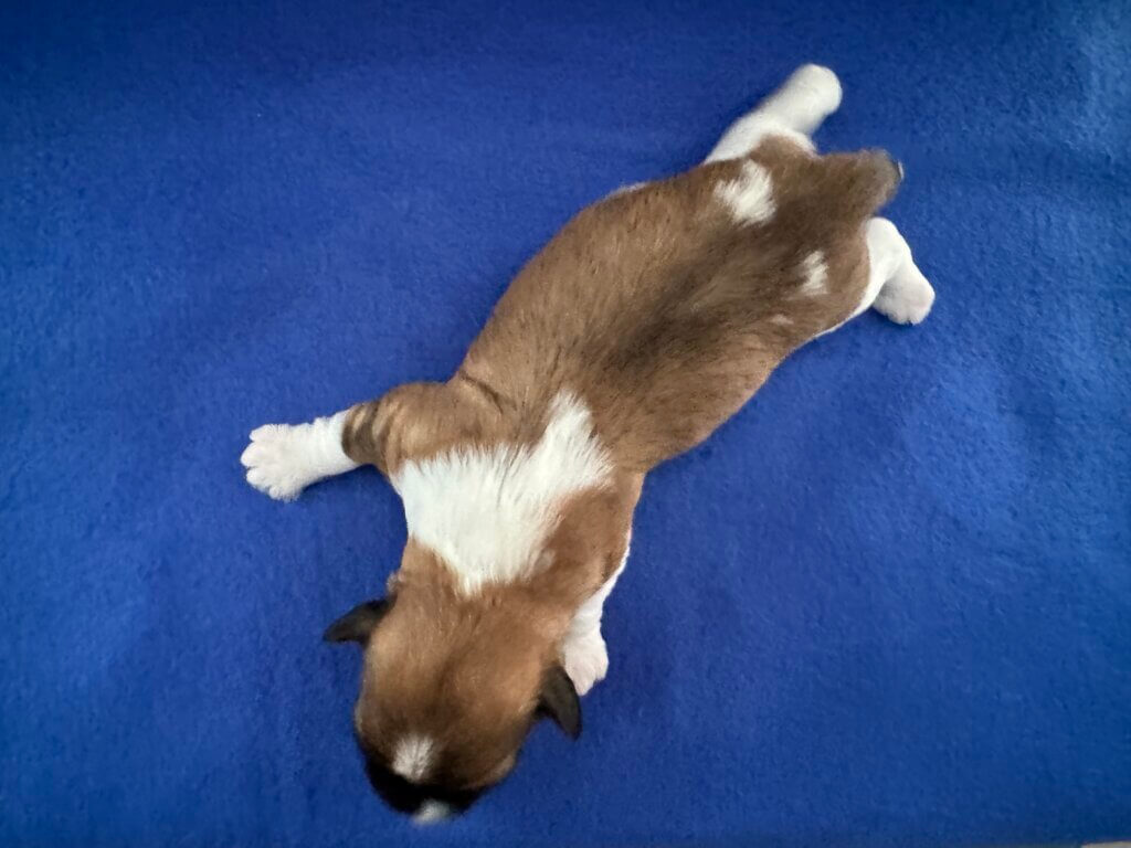 Padme's Benji Week 2