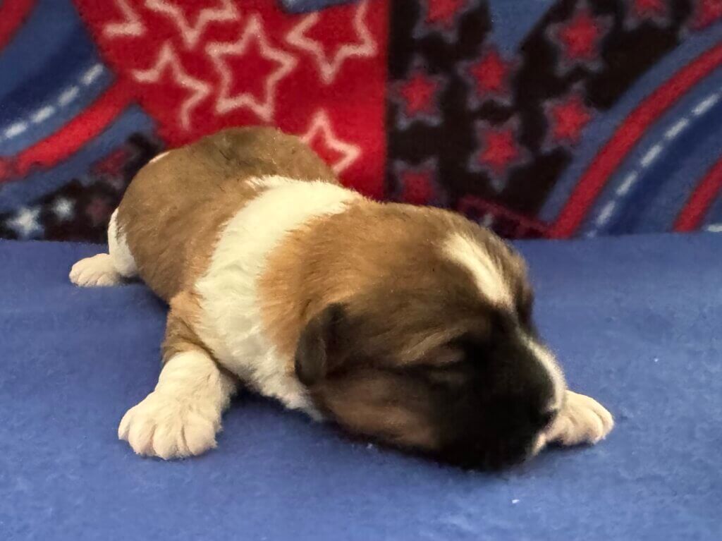 Padme's Benji Week 2