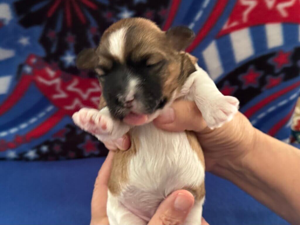 Padme's Benji Week 2