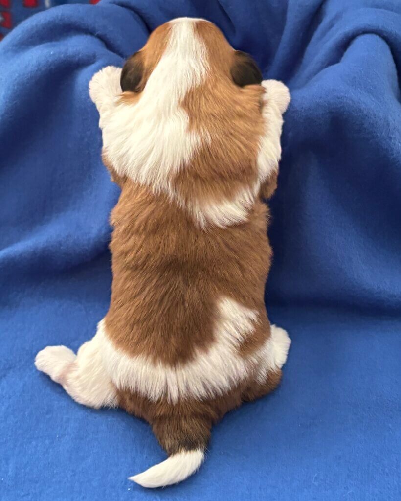 Benji Week 3