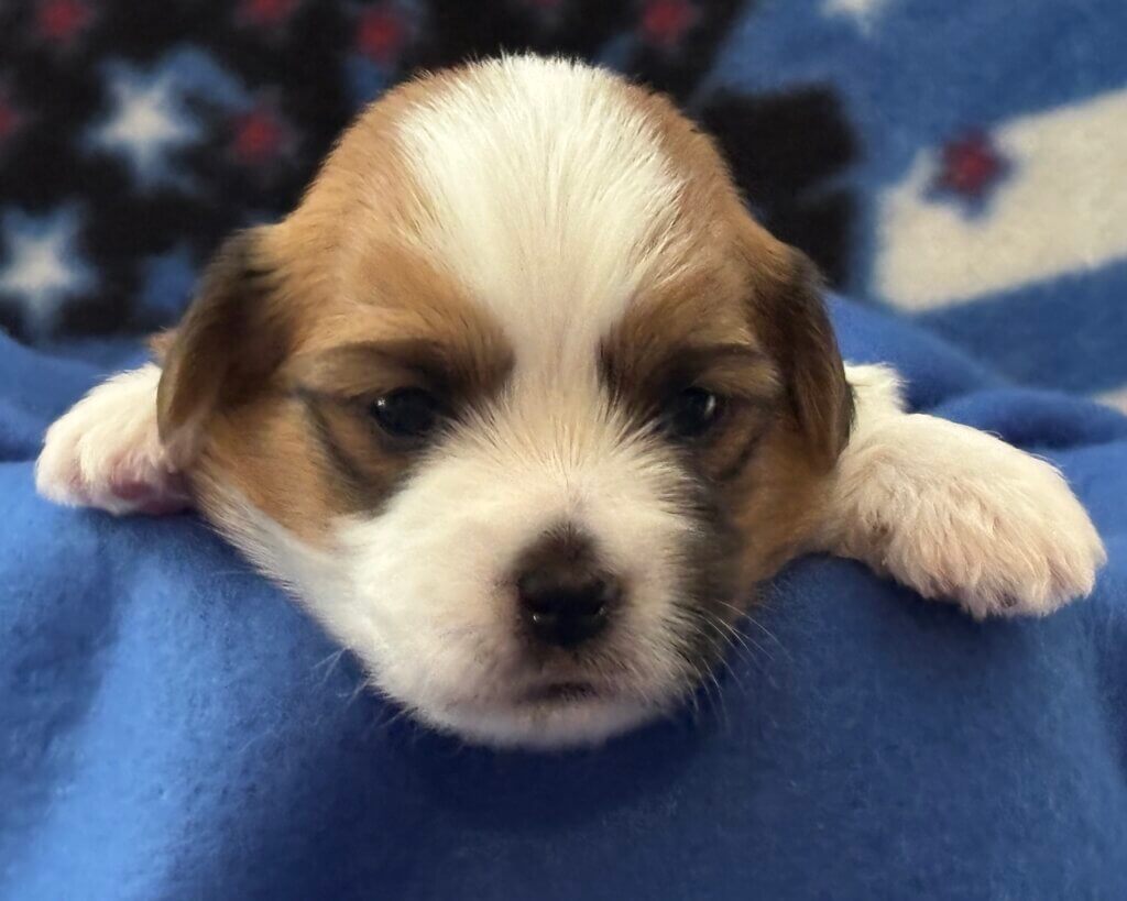 Benji Week 3
