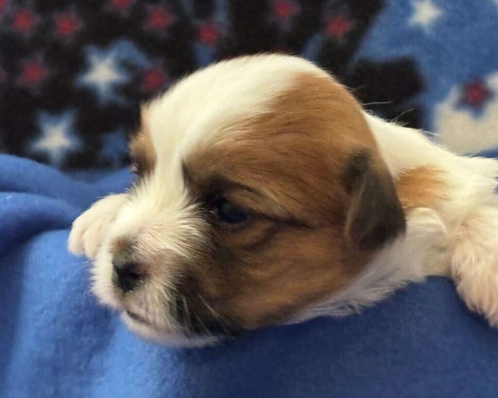 Benji Week 3