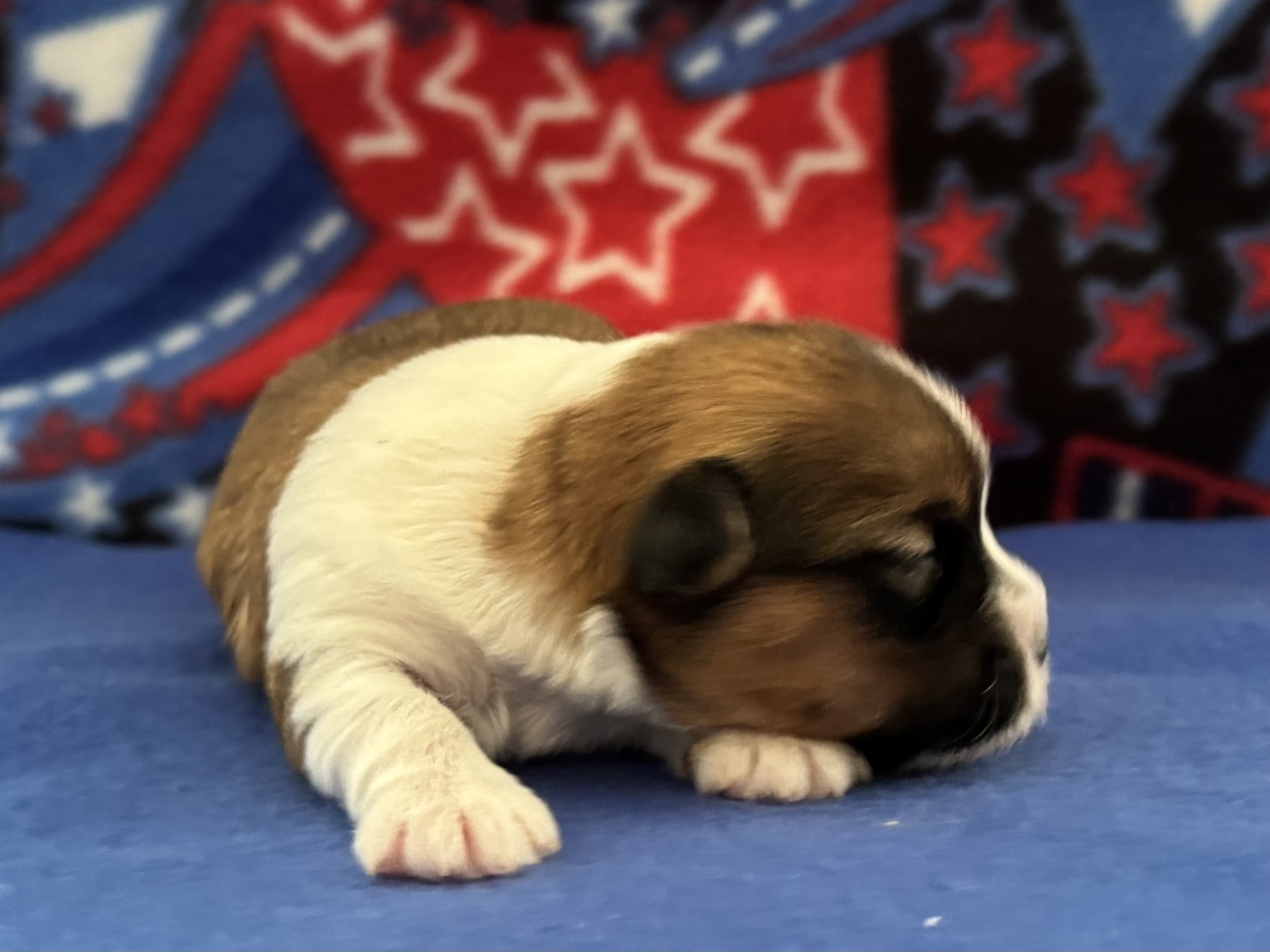 Padme's Skye Week 2