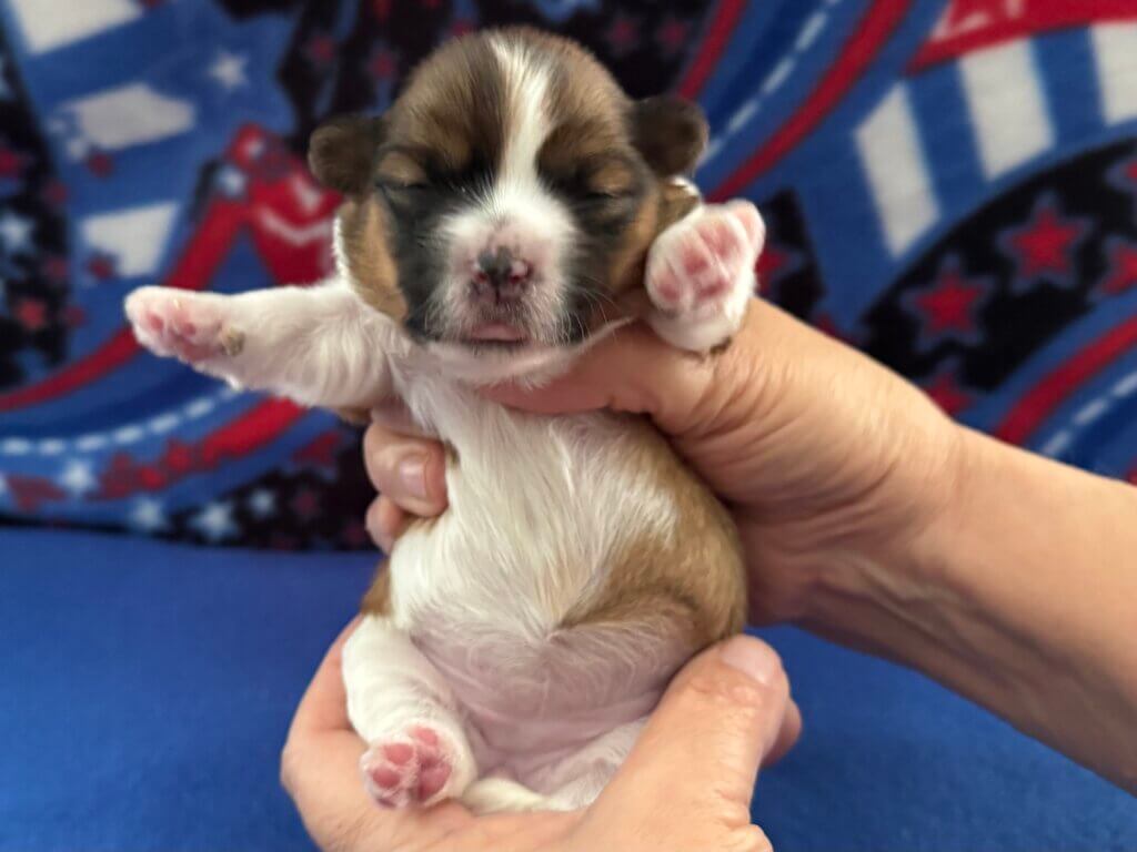 Padme's Skye Week 2