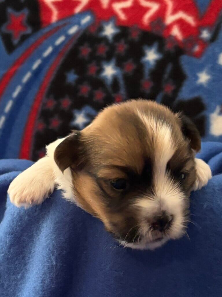 Skye Week 3